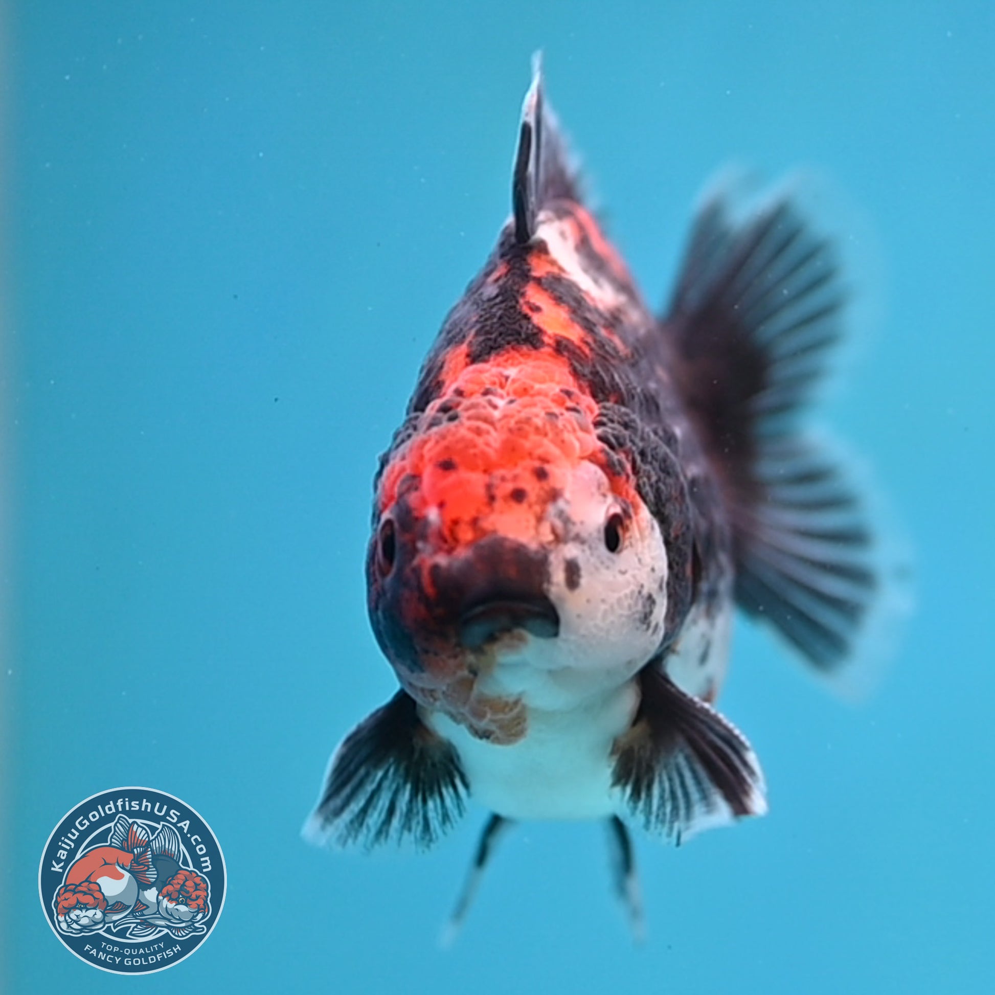 Shogun Kirin Oranda 3.5 inch Body (260109_OR21)