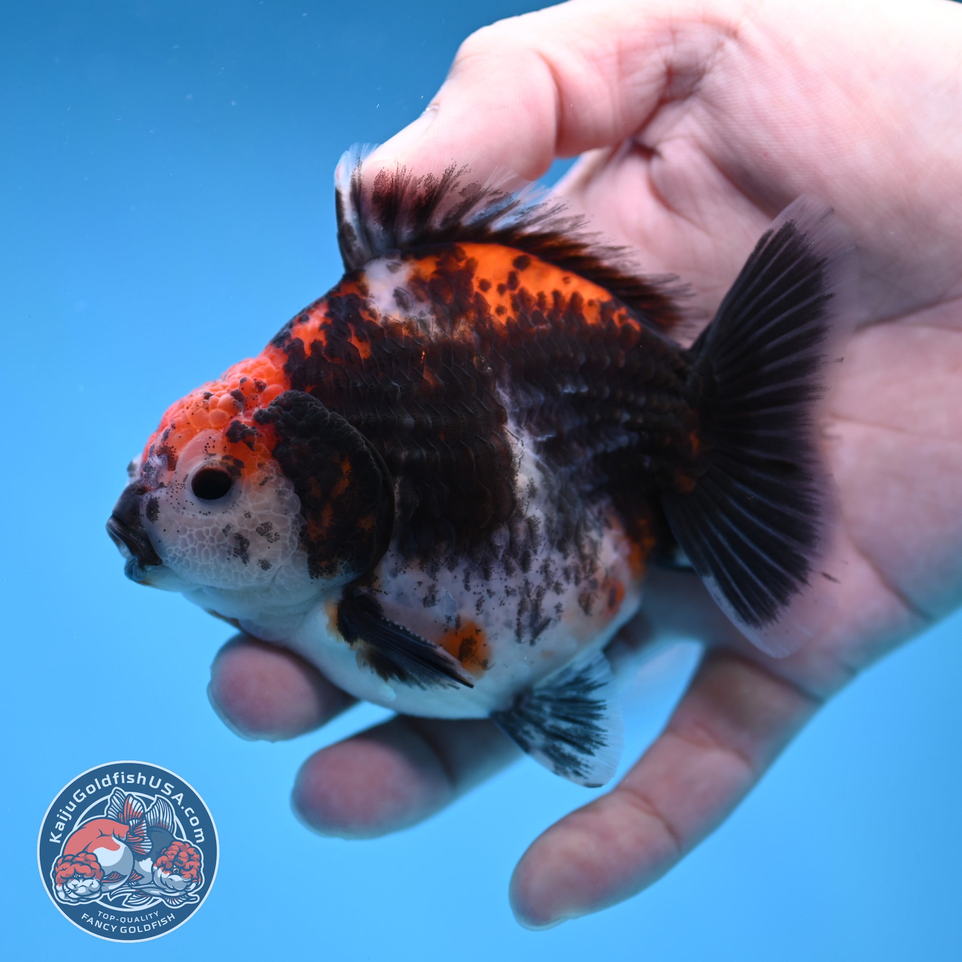 Shogun Kirin Oranda 3.5 inch Body (260109_OR21)