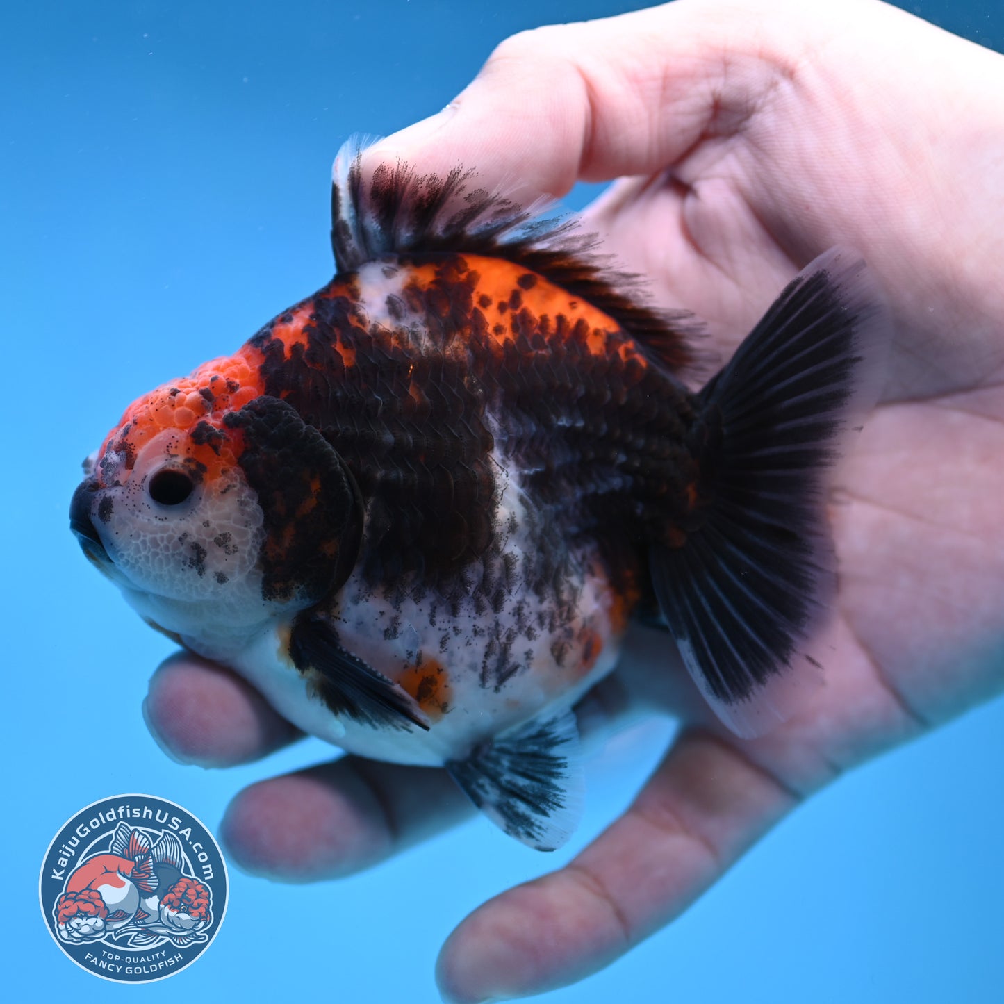 Shogun Kirin Oranda 3.5 inch Body (260109_OR21)