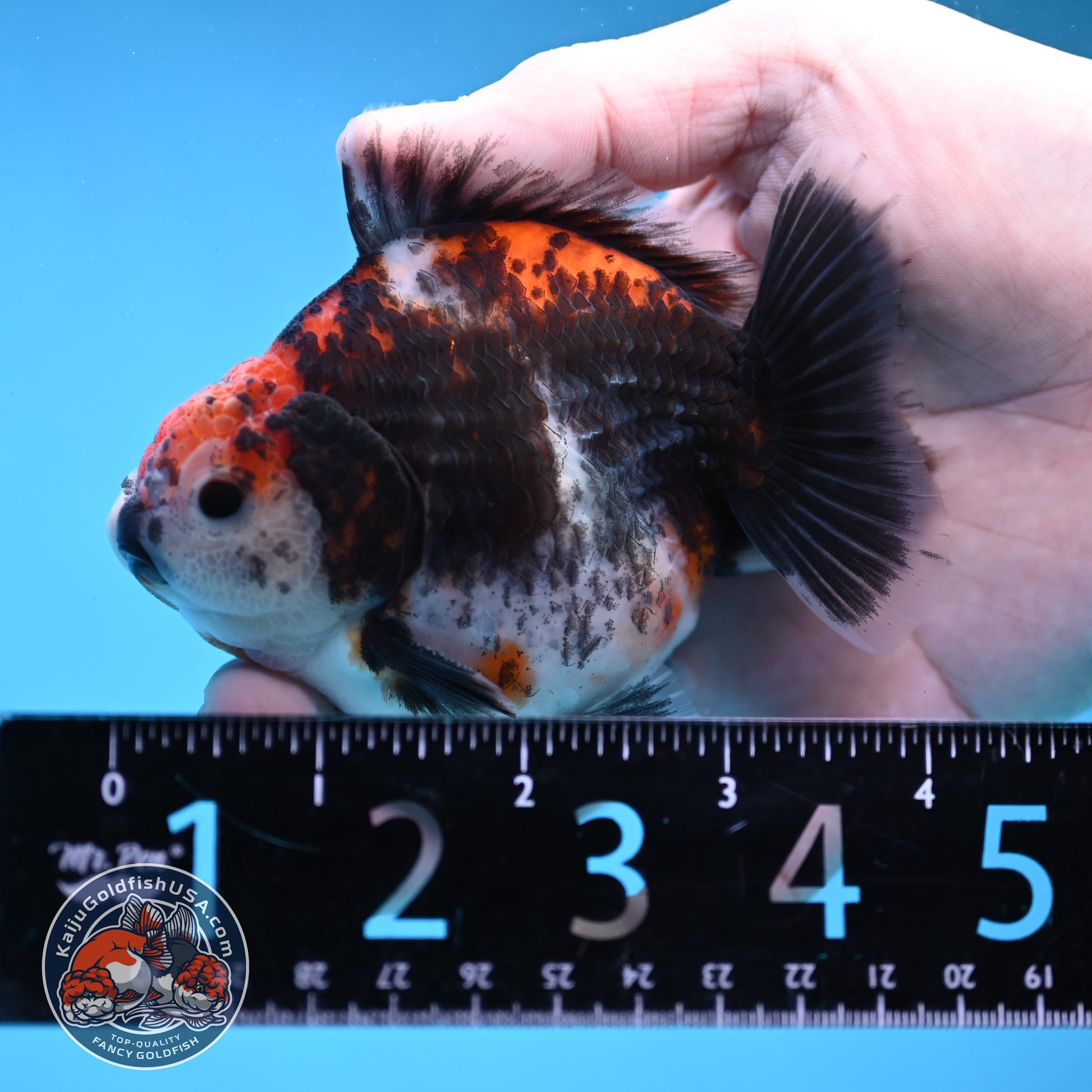 Shogun Kirin Oranda 3.5 inch Body (260109_OR21)
