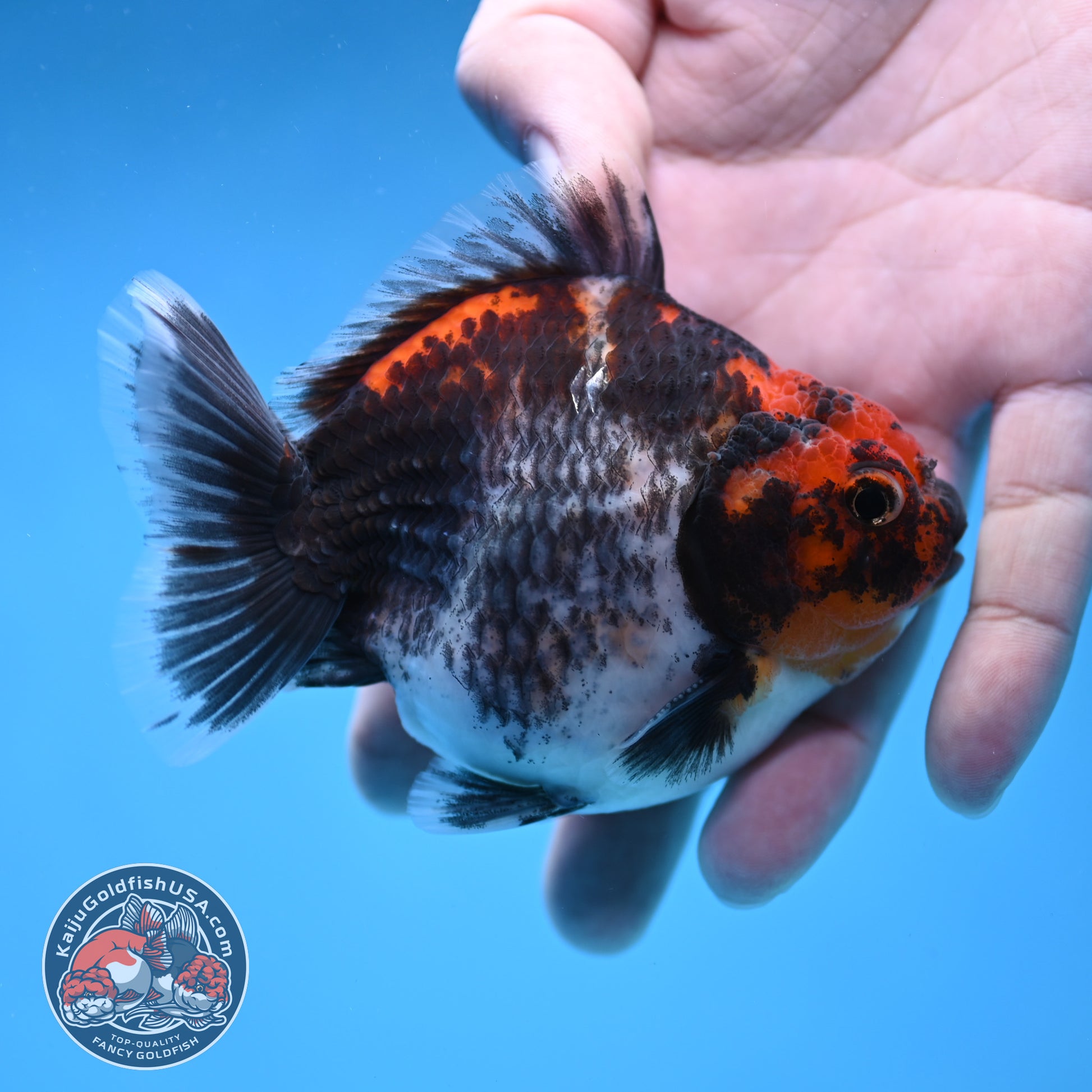Shogun Kirin Oranda 3.5 inch Body (260109_OR21)