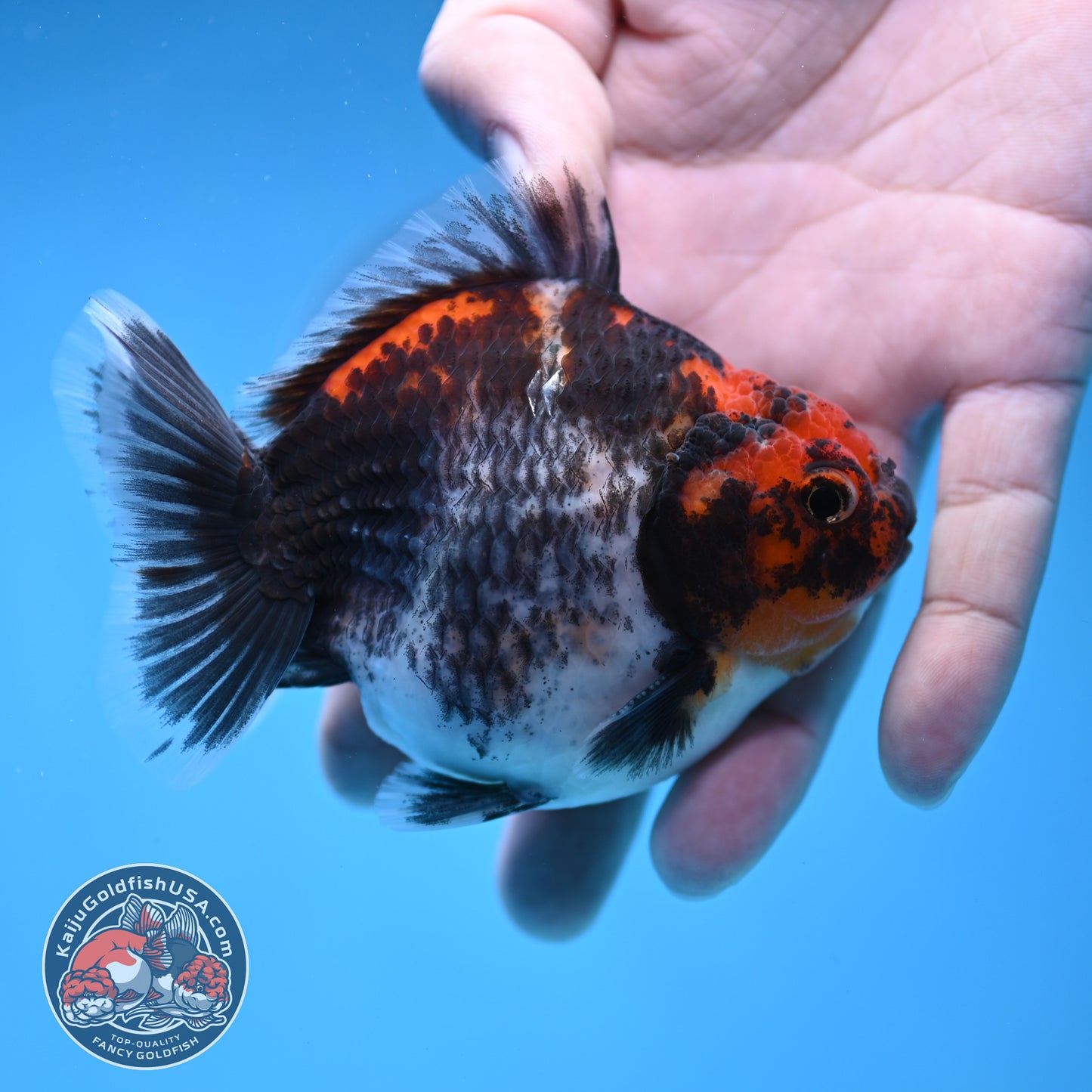 Shogun Kirin Oranda 3.5 inch Body (260109_OR21)
