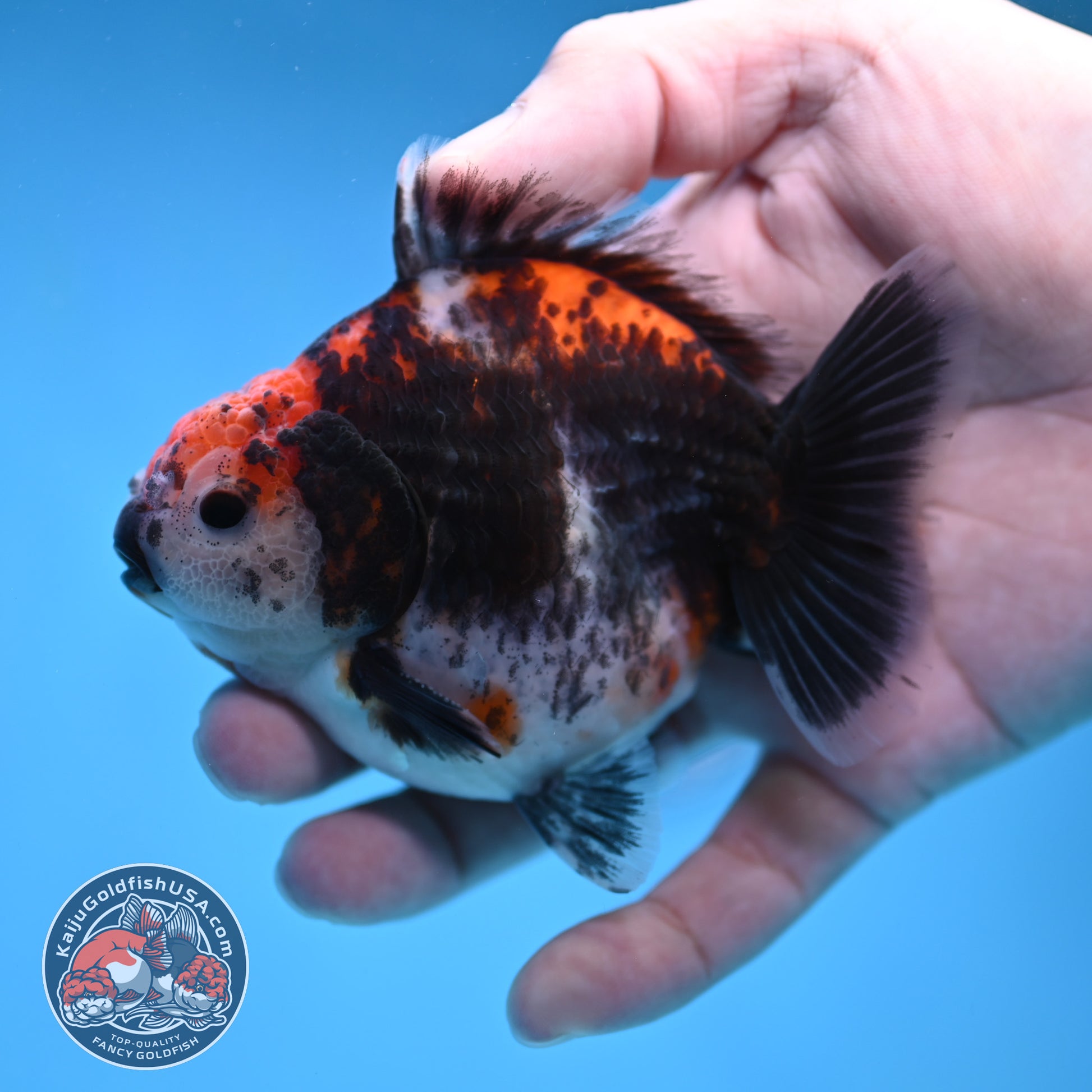 Shogun Kirin Oranda 3.5 inch Body (260109_OR21)