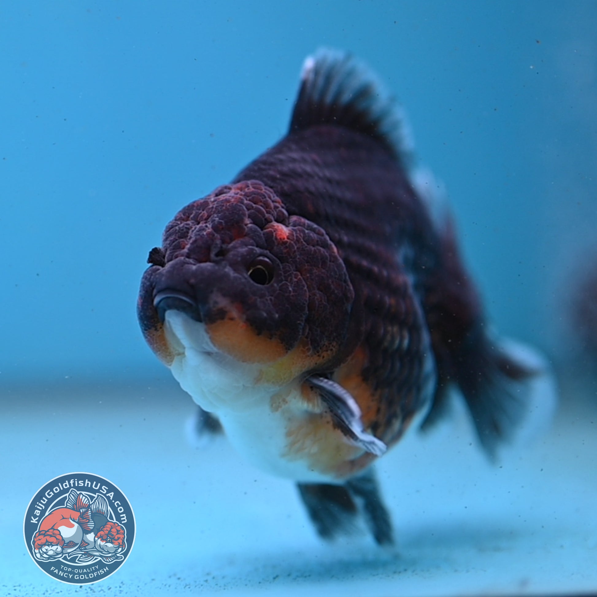 Shogun Kirin Oranda 3.5 inch Body (260123_OR02)