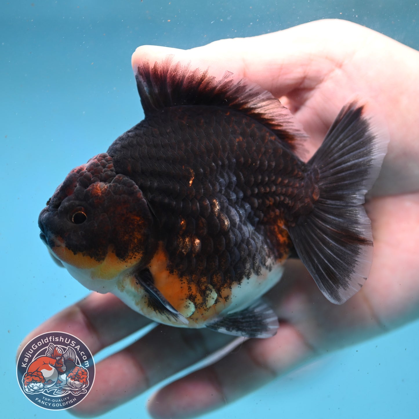 Shogun Kirin Oranda 3.5 inch Body (260123_OR02)
