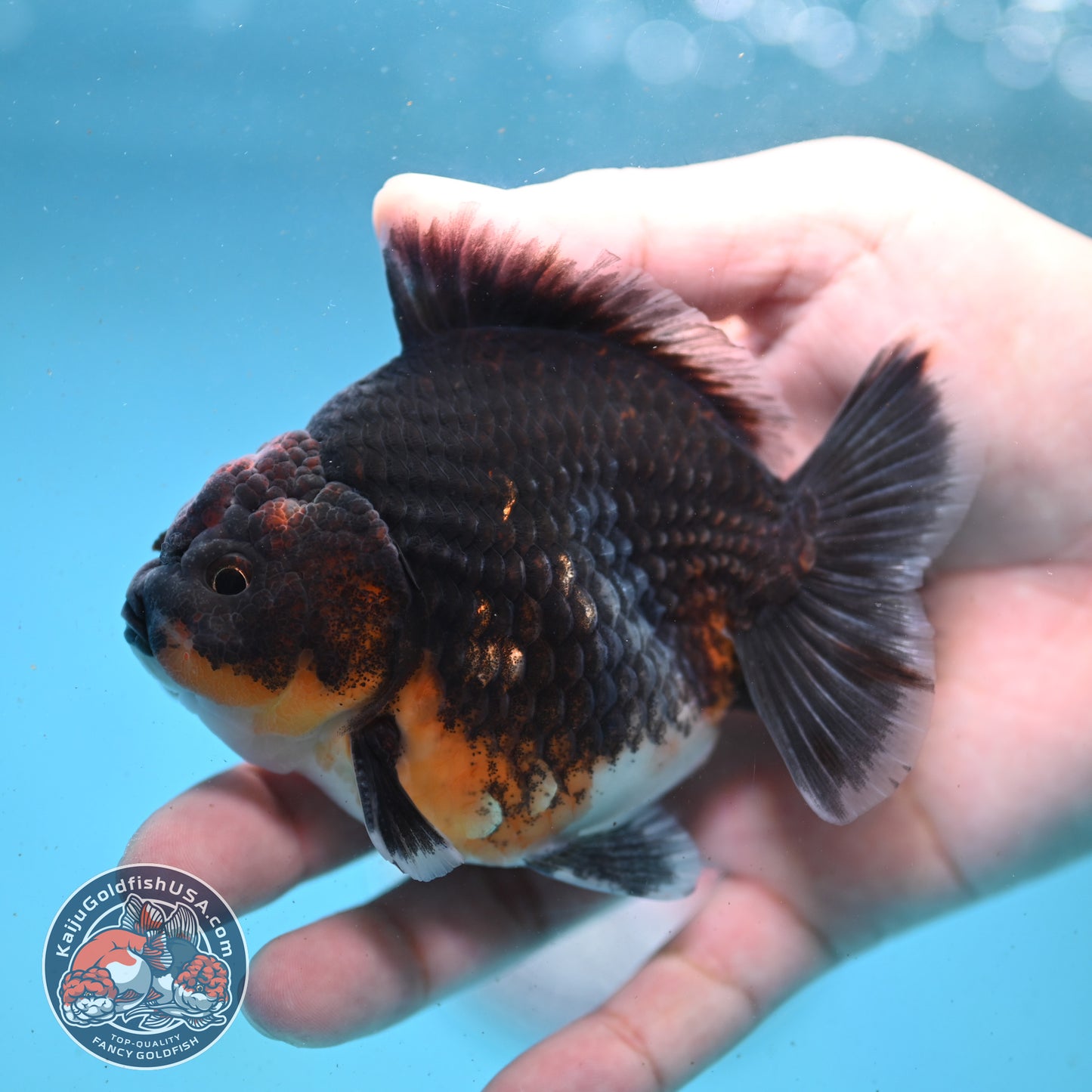 Shogun Kirin Oranda 3.5 inch Body (260123_OR02)