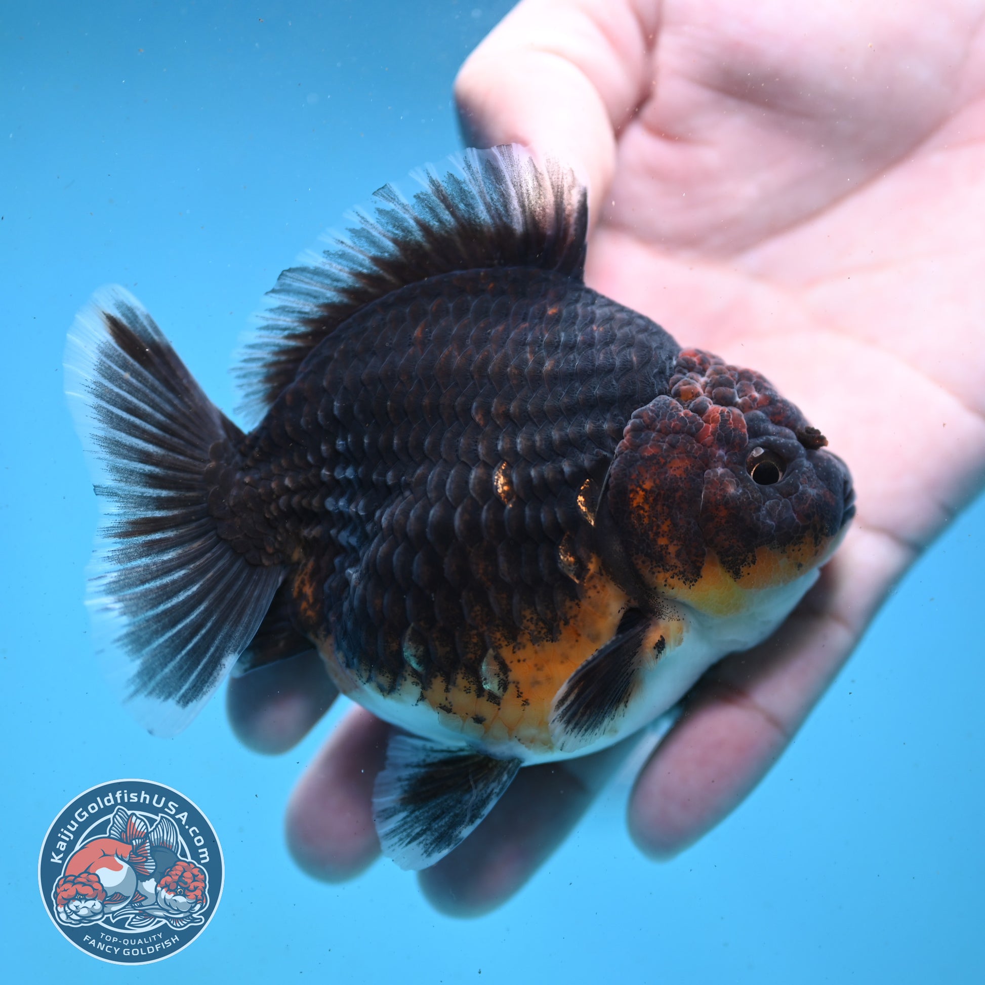 Shogun Kirin Oranda 3.5 inch Body (260123_OR02)