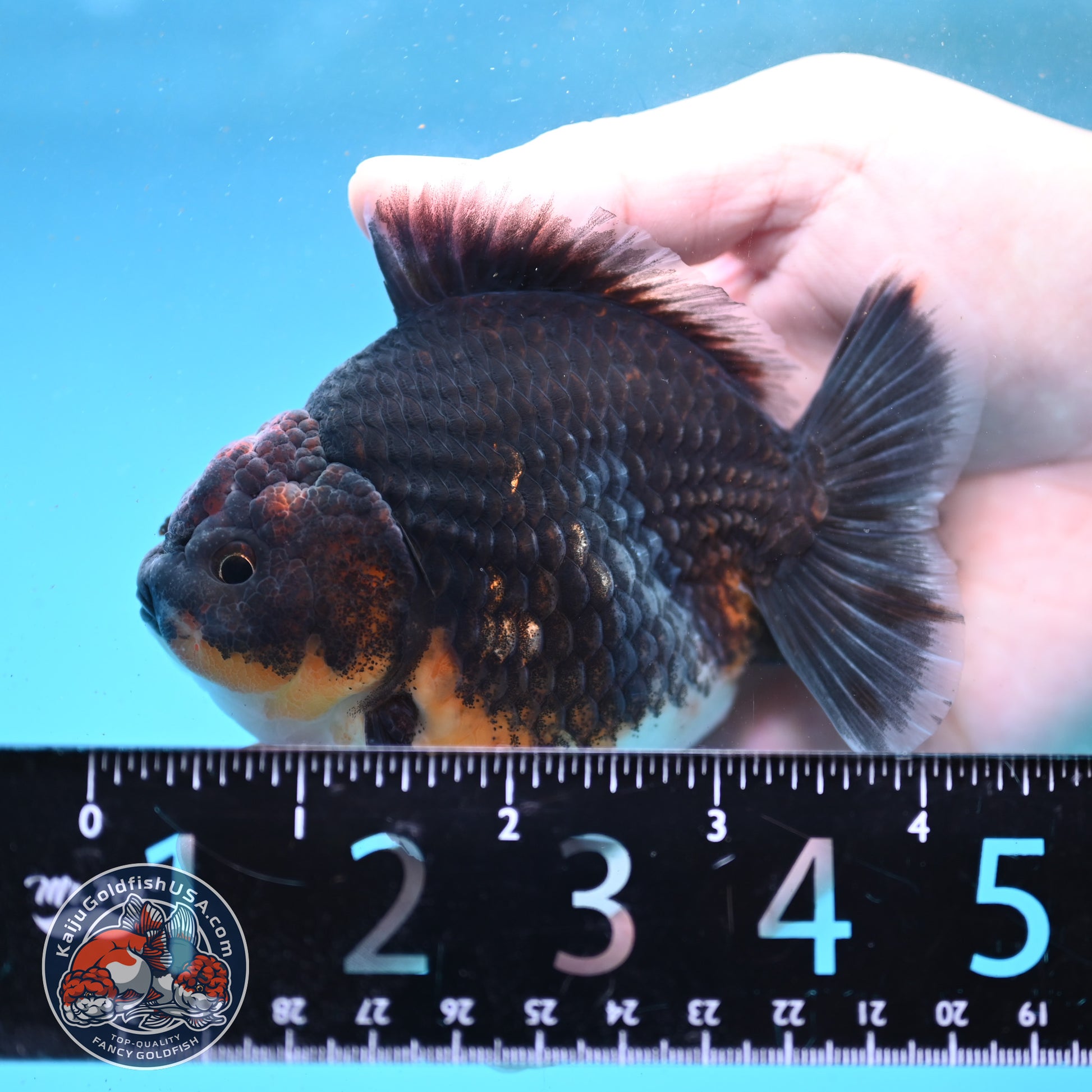 Shogun Kirin Oranda 3.5 inch Body (260123_OR02)