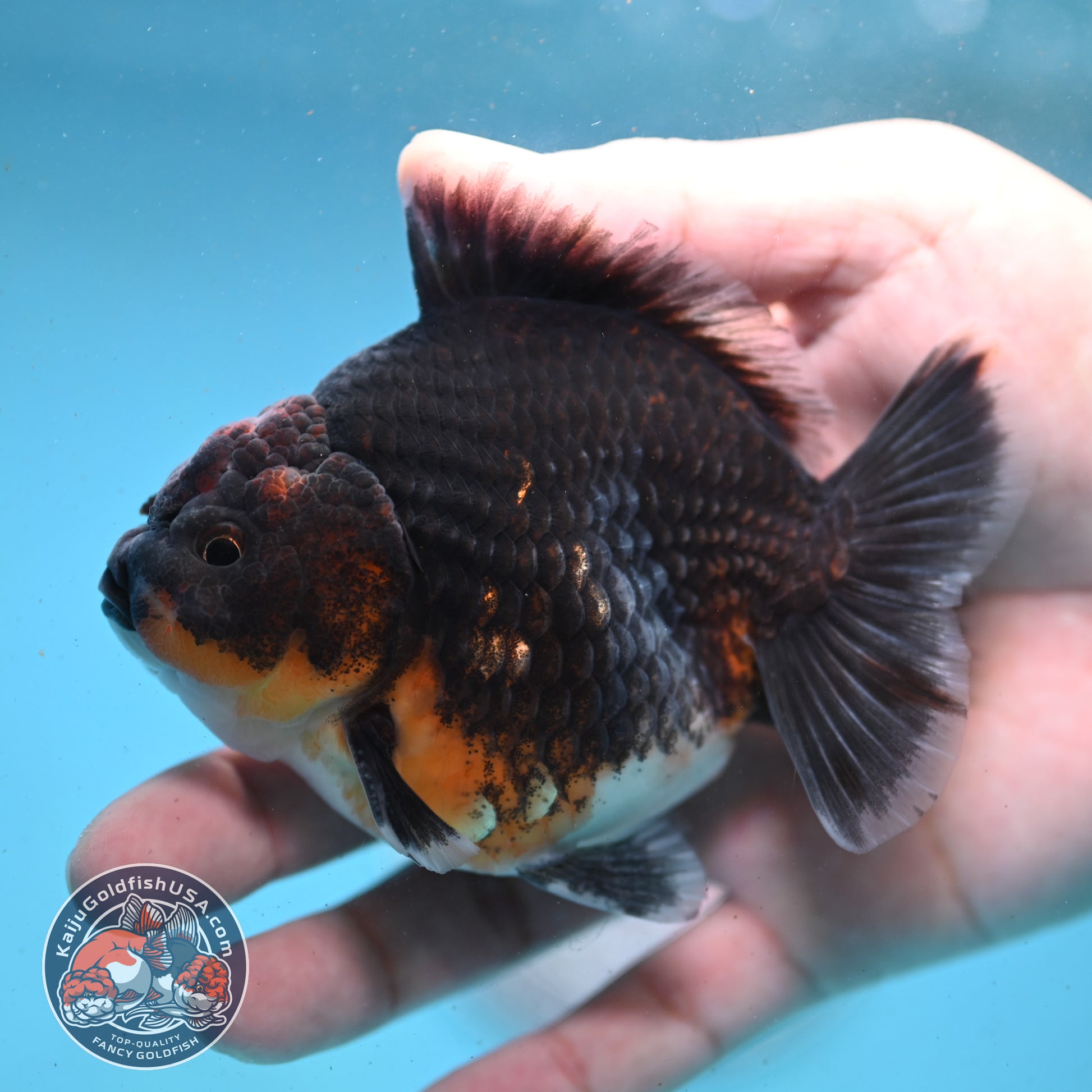 Shogun Kirin Oranda 3.5 inch Body (260123_OR02)