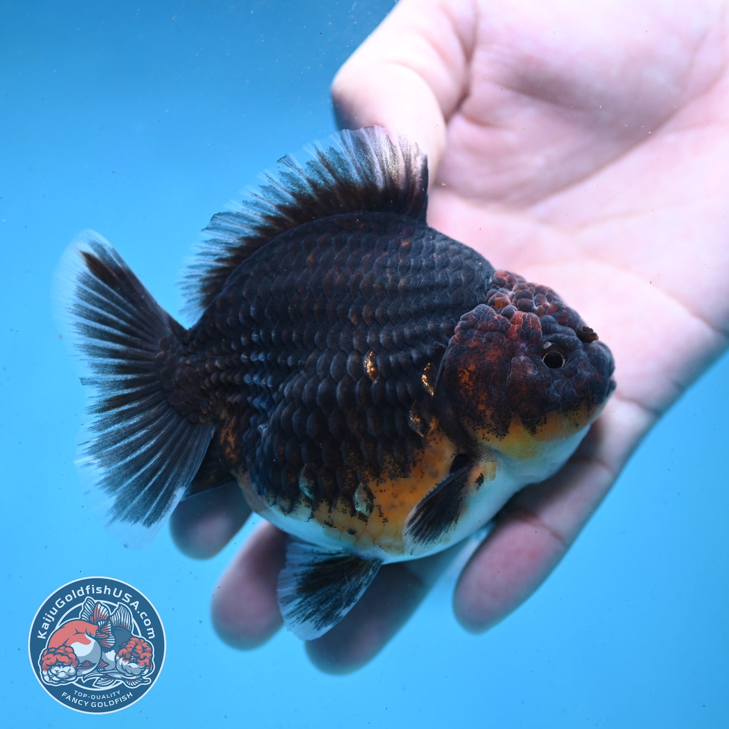Shogun Kirin Oranda 3.5 inch Body (260123_OR02)