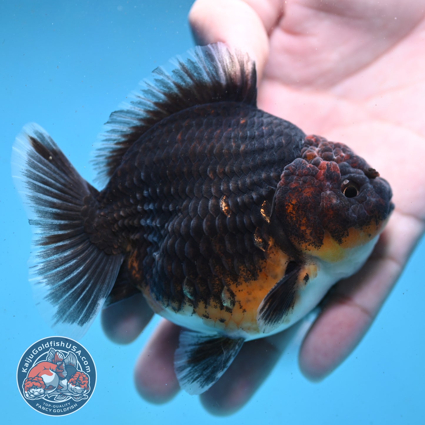 Shogun Kirin Oranda 3.5 inch Body (260123_OR02)