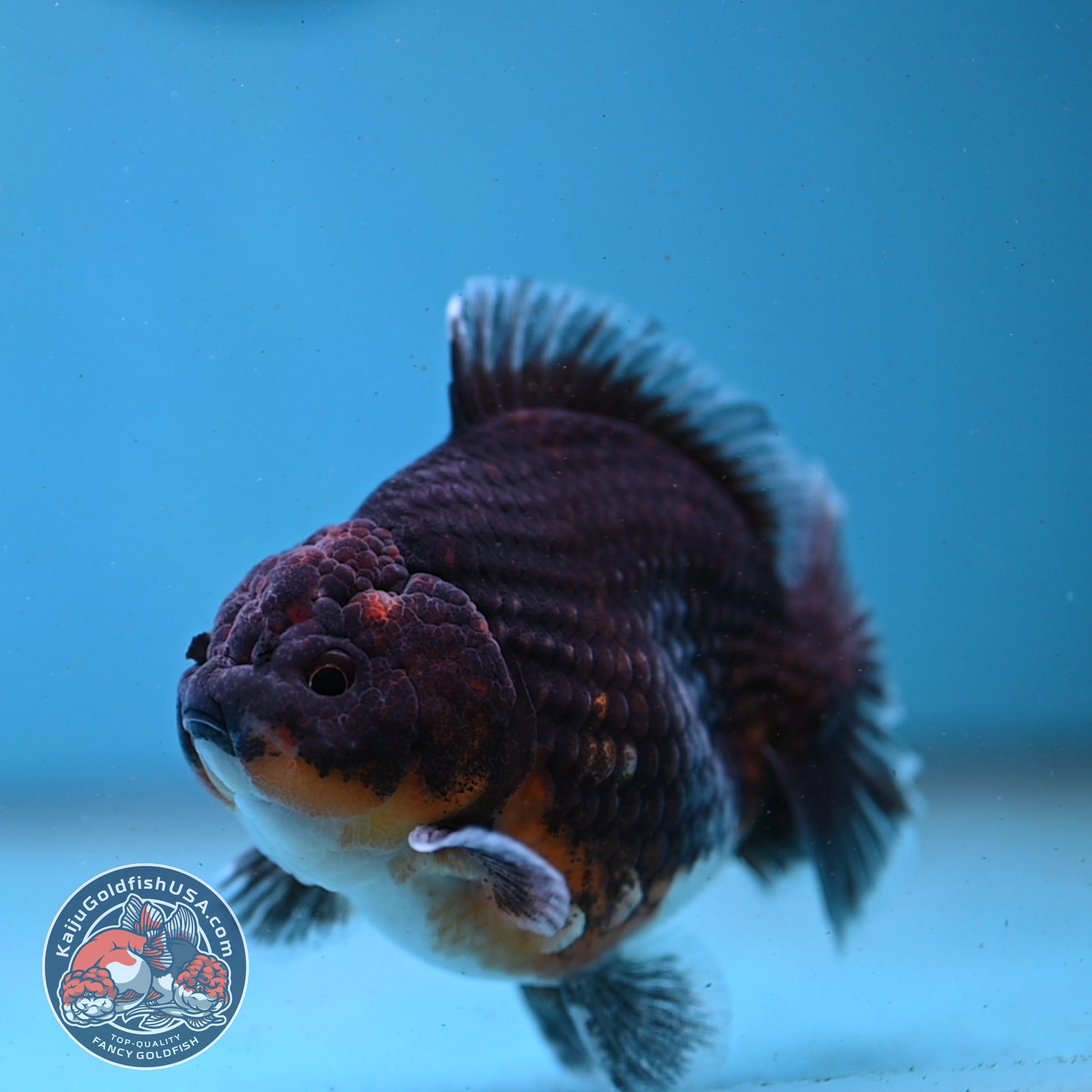 Shogun Kirin Oranda 3.5 inch Body (260123_OR02)