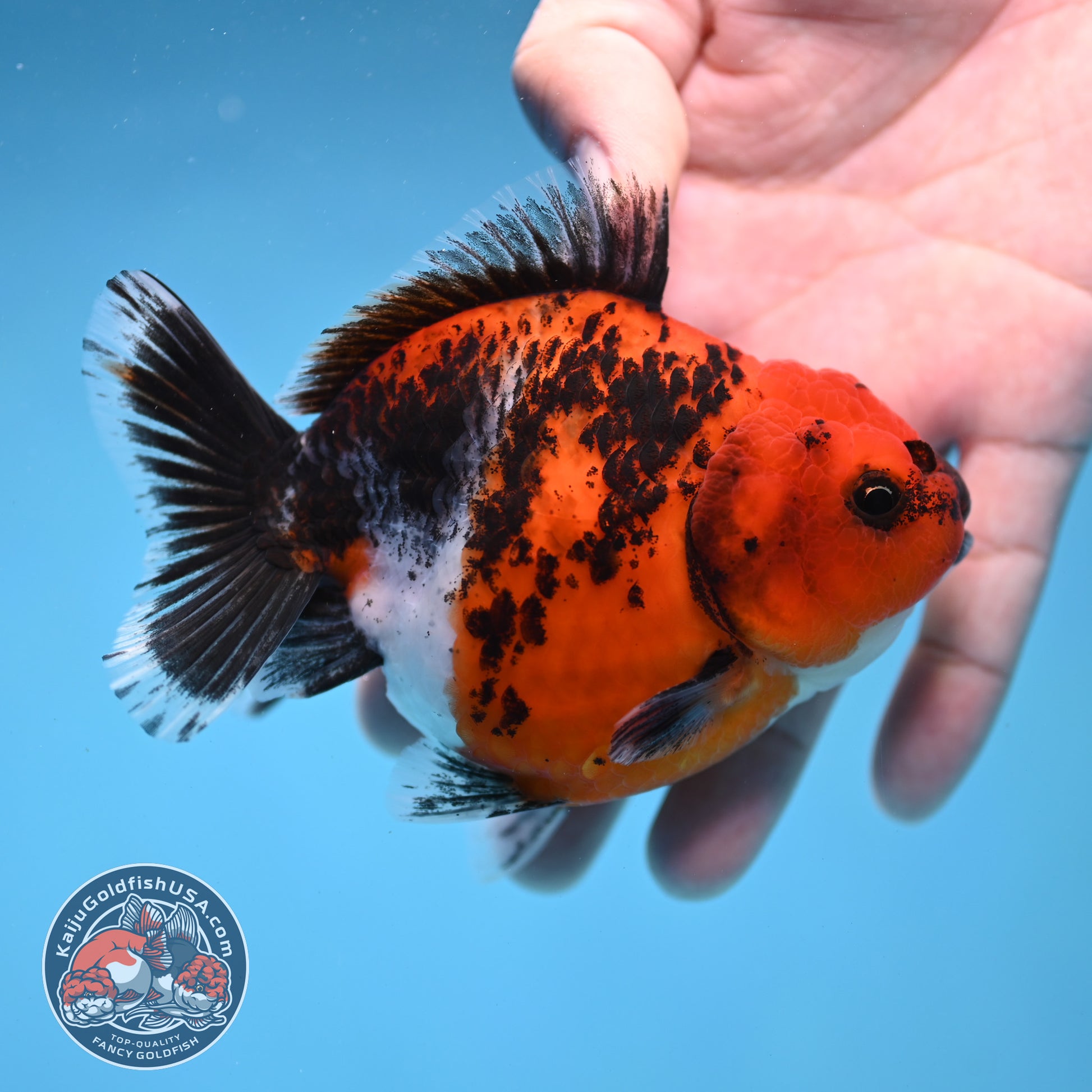 Shogun Kirin Oranda 4 inch Body (260306_OR03)