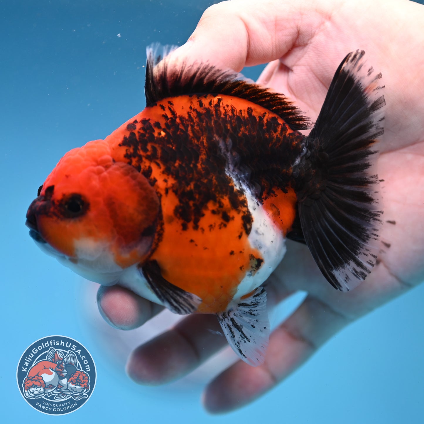 Shogun Kirin Oranda 4 inch Body (260306_OR03)