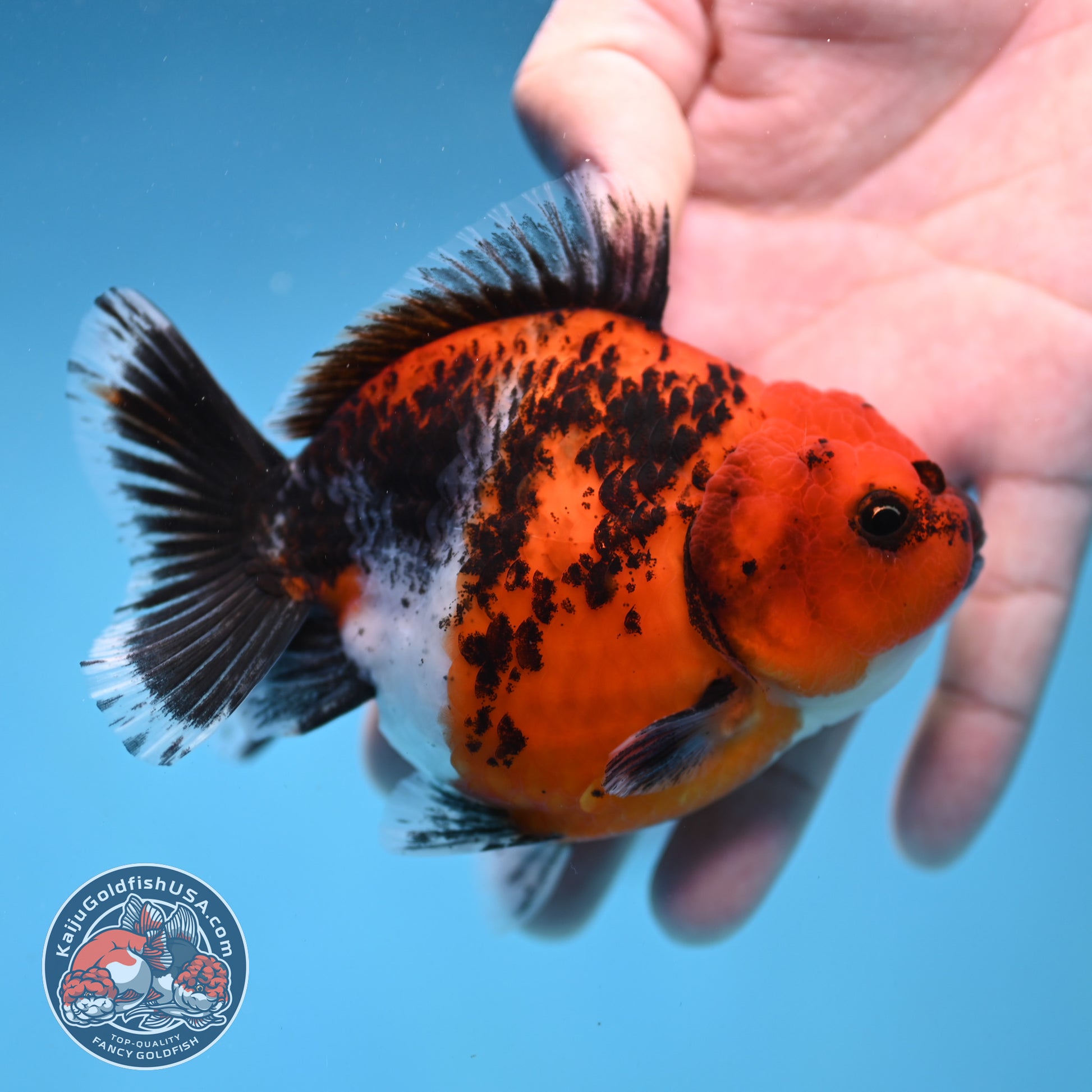 Shogun Kirin Oranda 4 inch Body (260306_OR03)