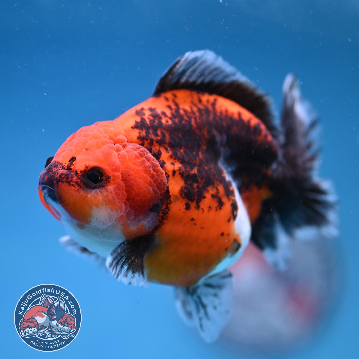 Shogun Kirin Oranda 4 inch Body (260306_OR03)