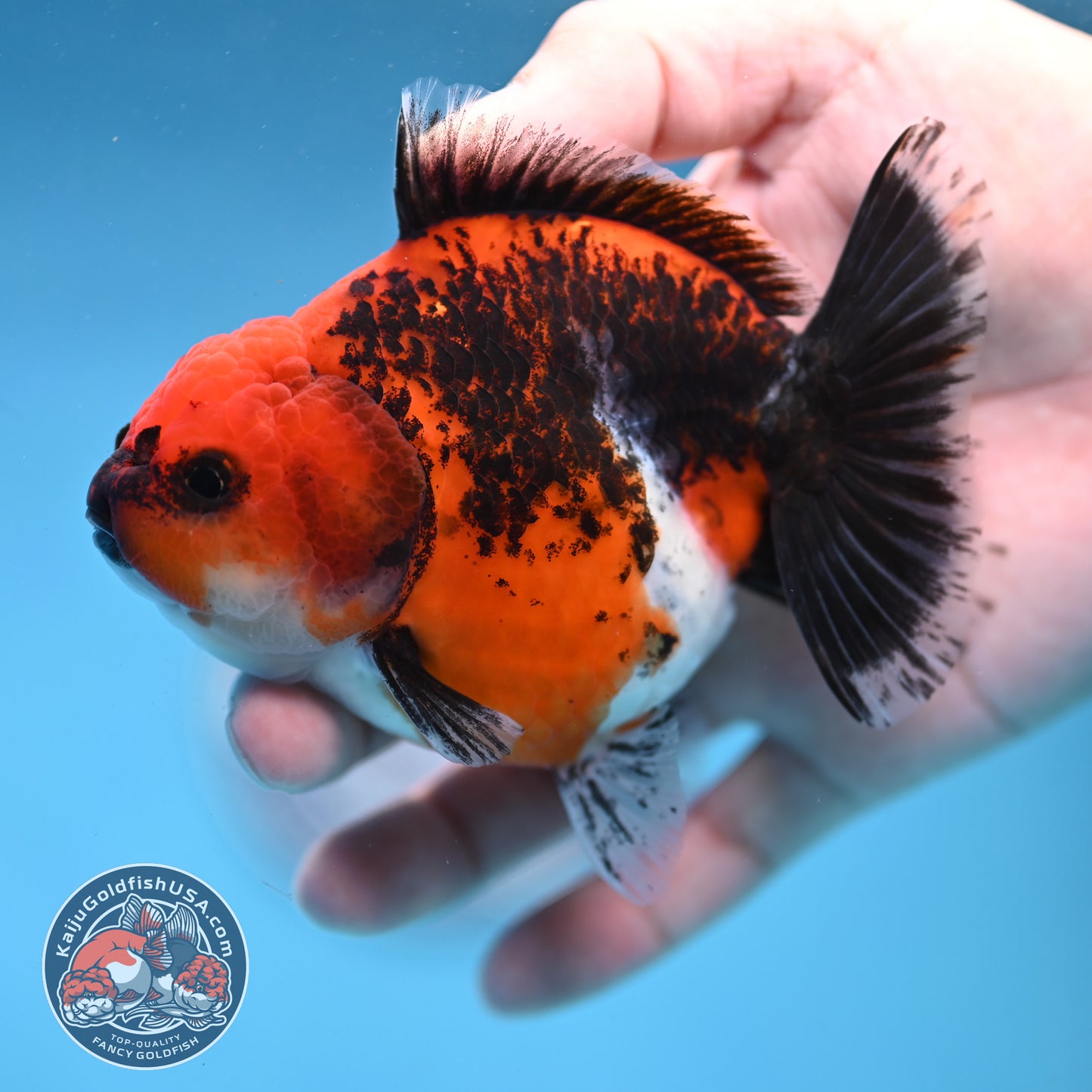 Shogun Kirin Oranda 4 inch Body (260306_OR03)