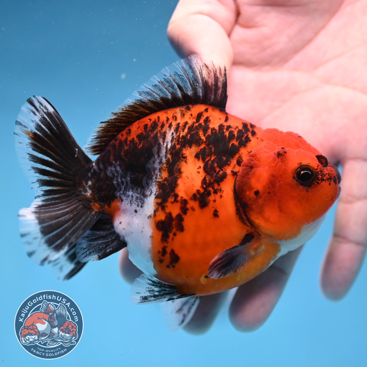 Shogun Kirin Oranda 4 inch Body (260306_OR03)
