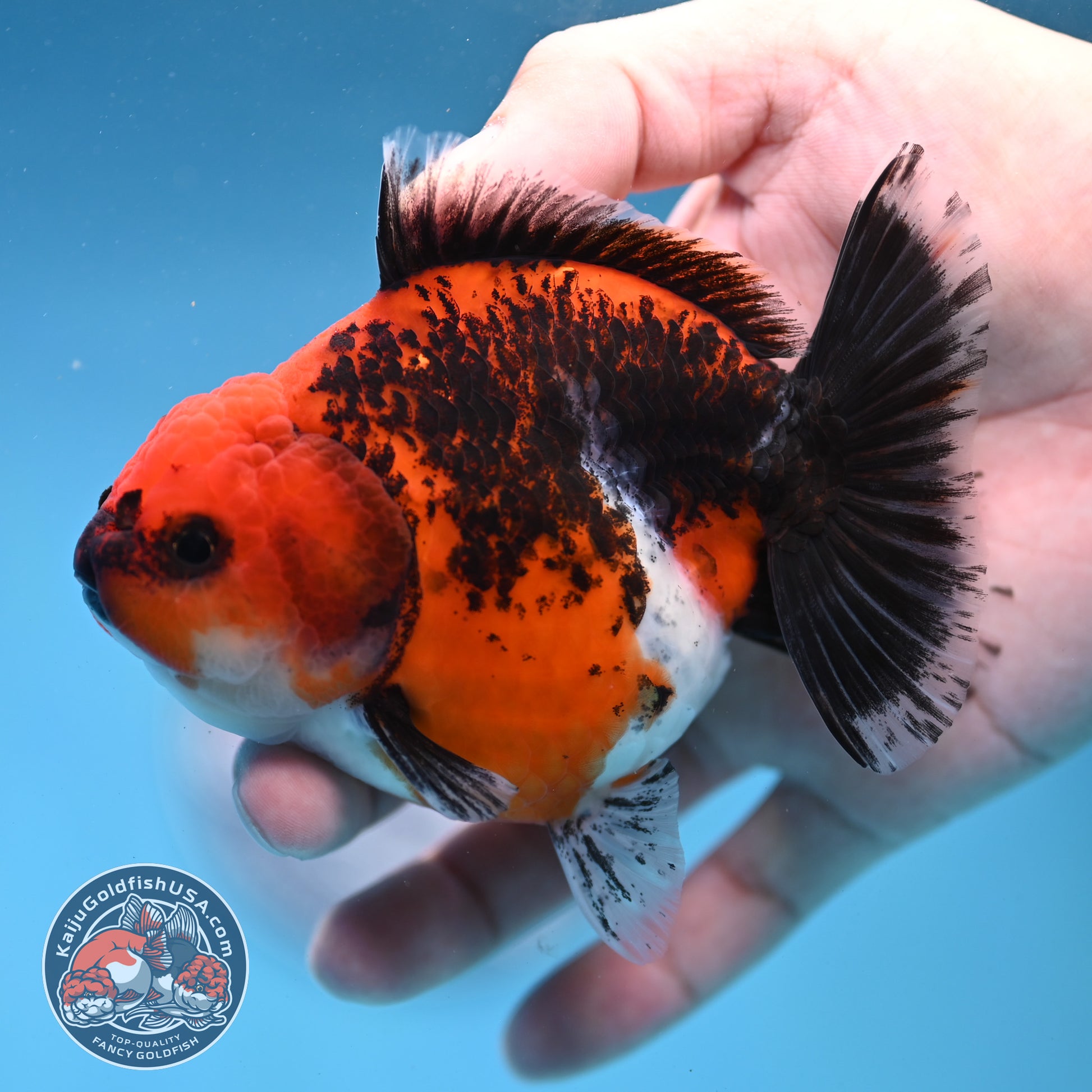 Shogun Kirin Oranda 4 inch Body (260306_OR03)