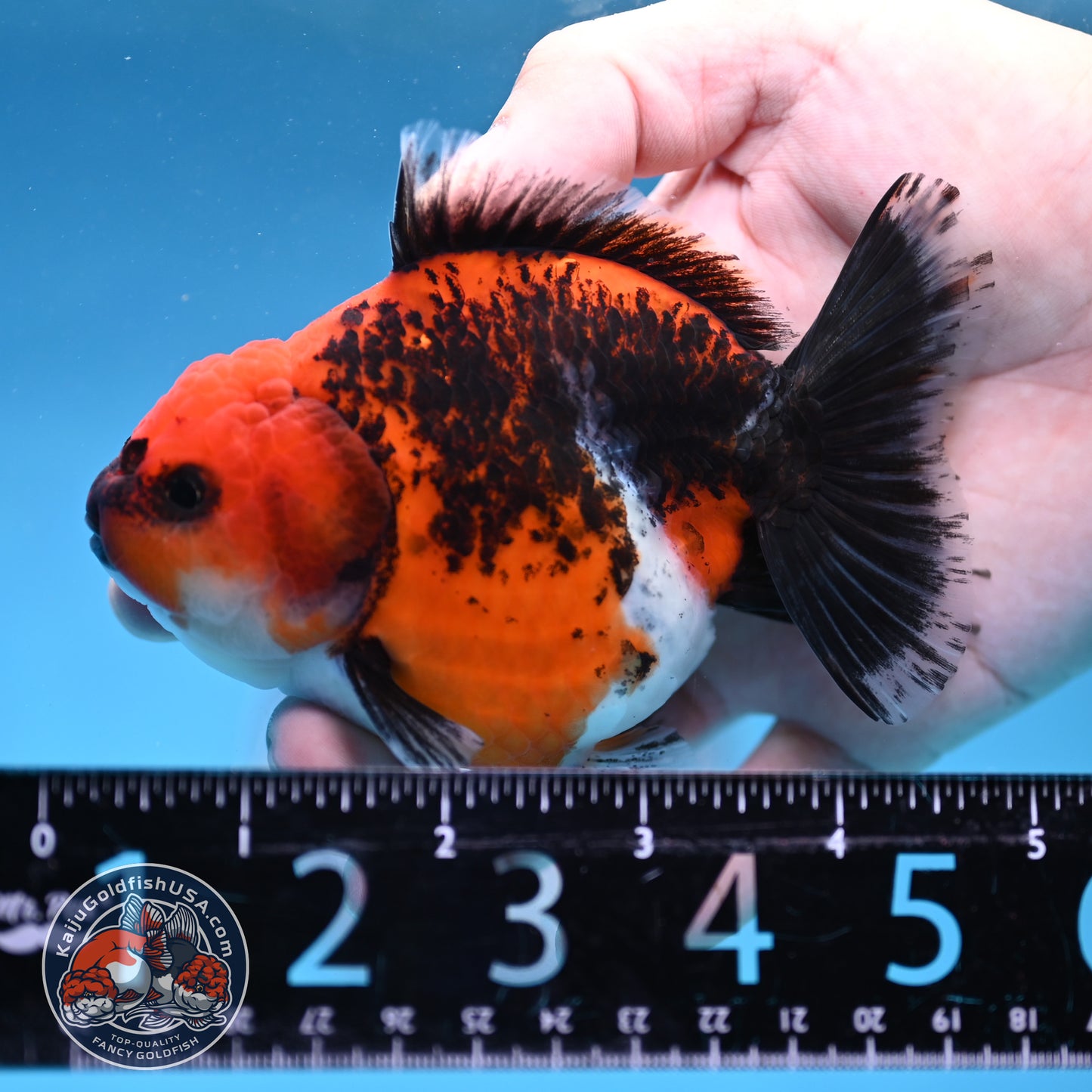 Shogun Kirin Oranda 4 inch Body (260306_OR03)