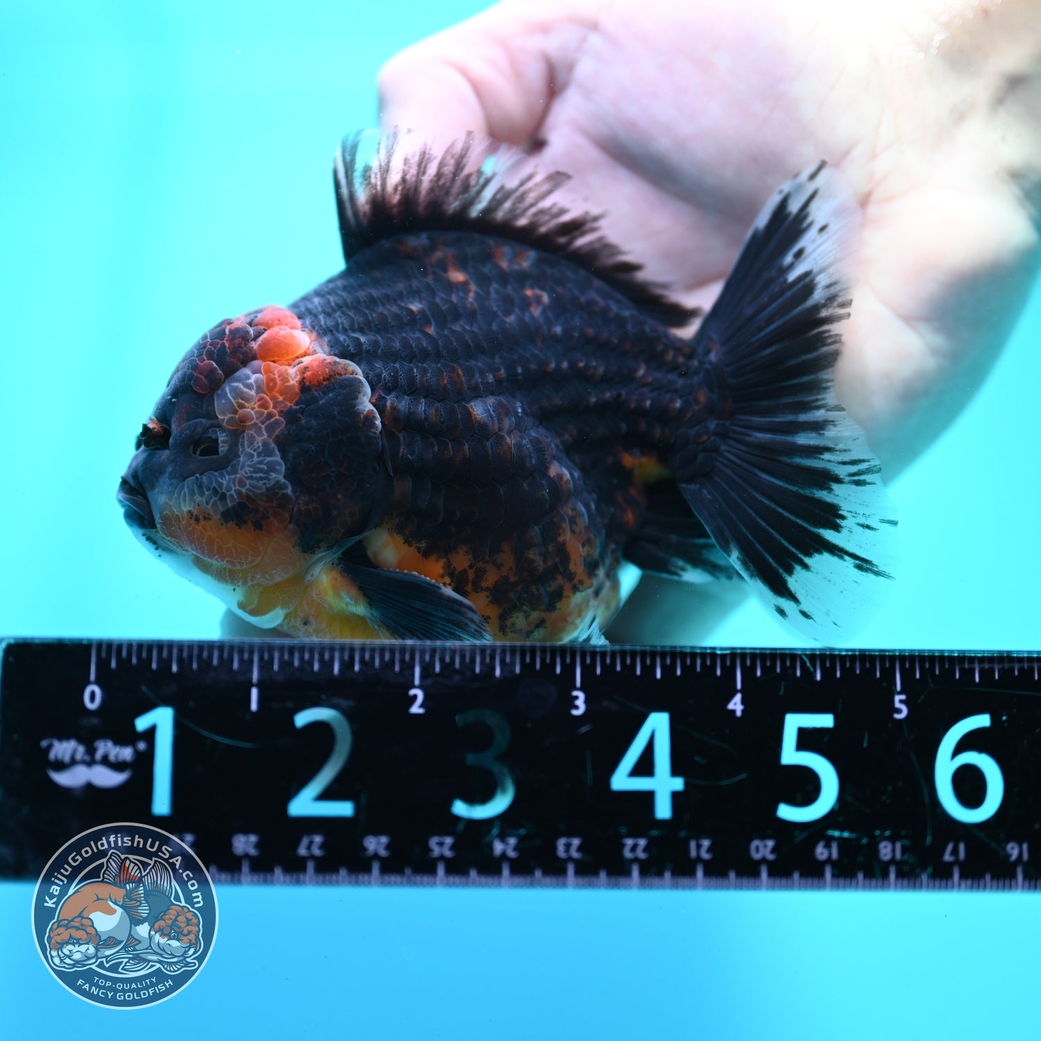 Shogun Kirin Oranda 4 inch Body (260522_OR18)
