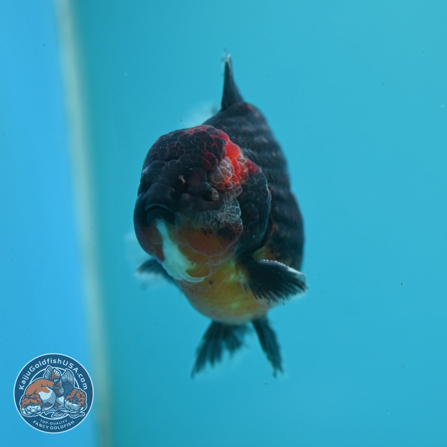 Shogun Kirin Oranda 4 inch Body (260522_OR18)