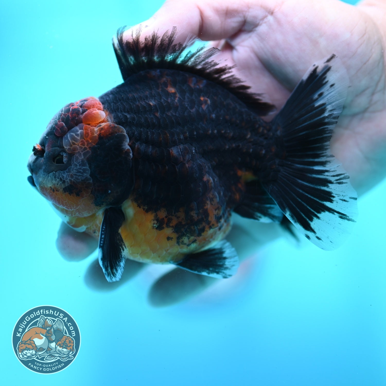 Shogun Kirin Oranda 4 inch Body (260522_OR18)