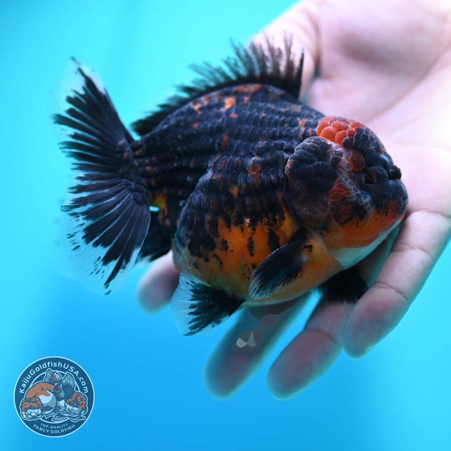 Shogun Kirin Oranda 4 inch Body (260522_OR18)