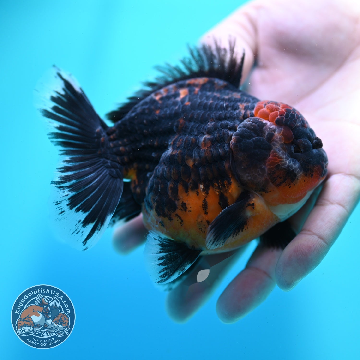 Shogun Kirin Oranda 4 inch Body (260522_OR18)