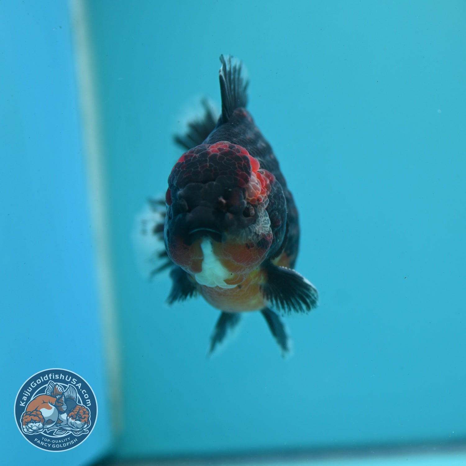 Shogun Kirin Oranda 4 inch Body (260522_OR18)