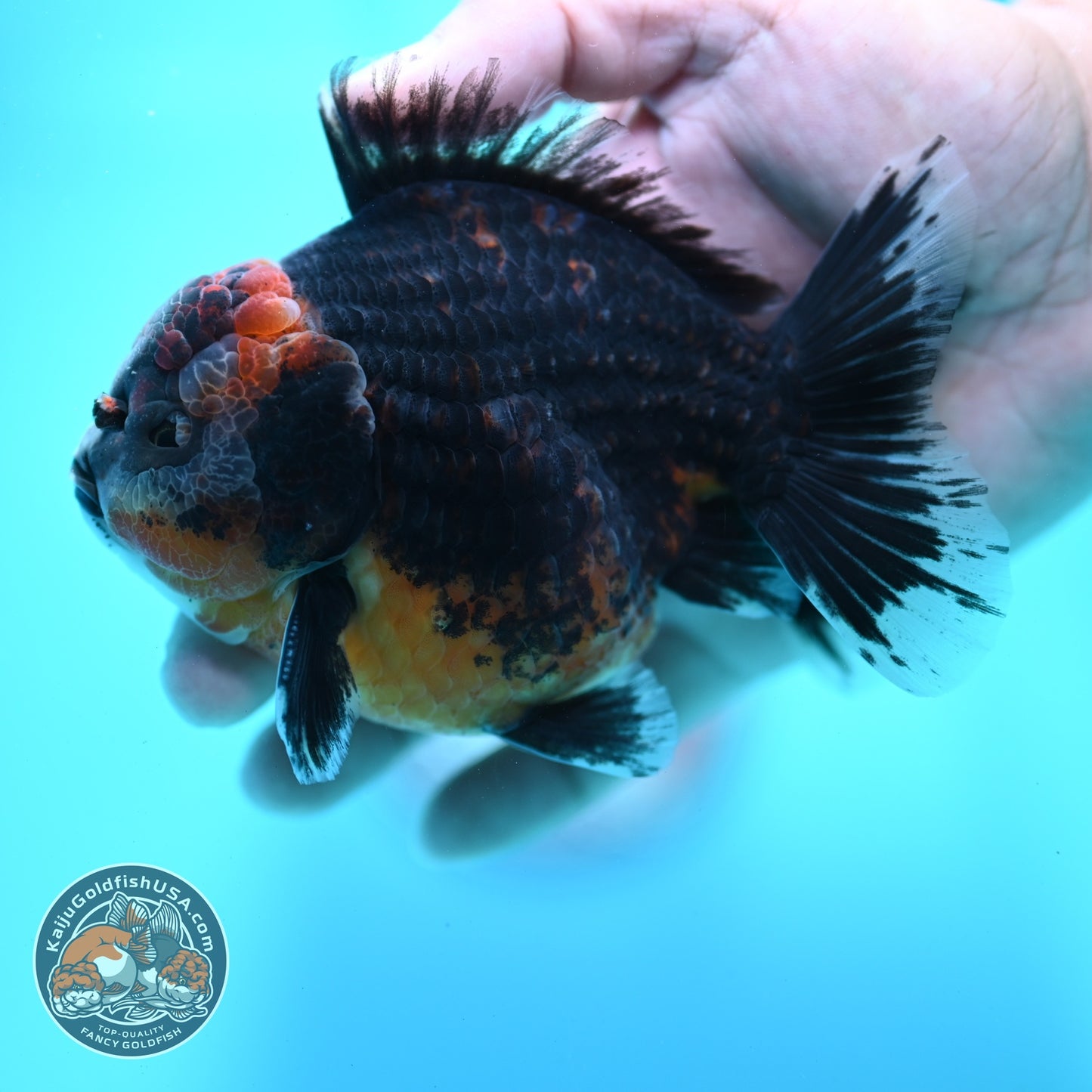 Shogun Kirin Oranda 4 inch Body (260522_OR18)