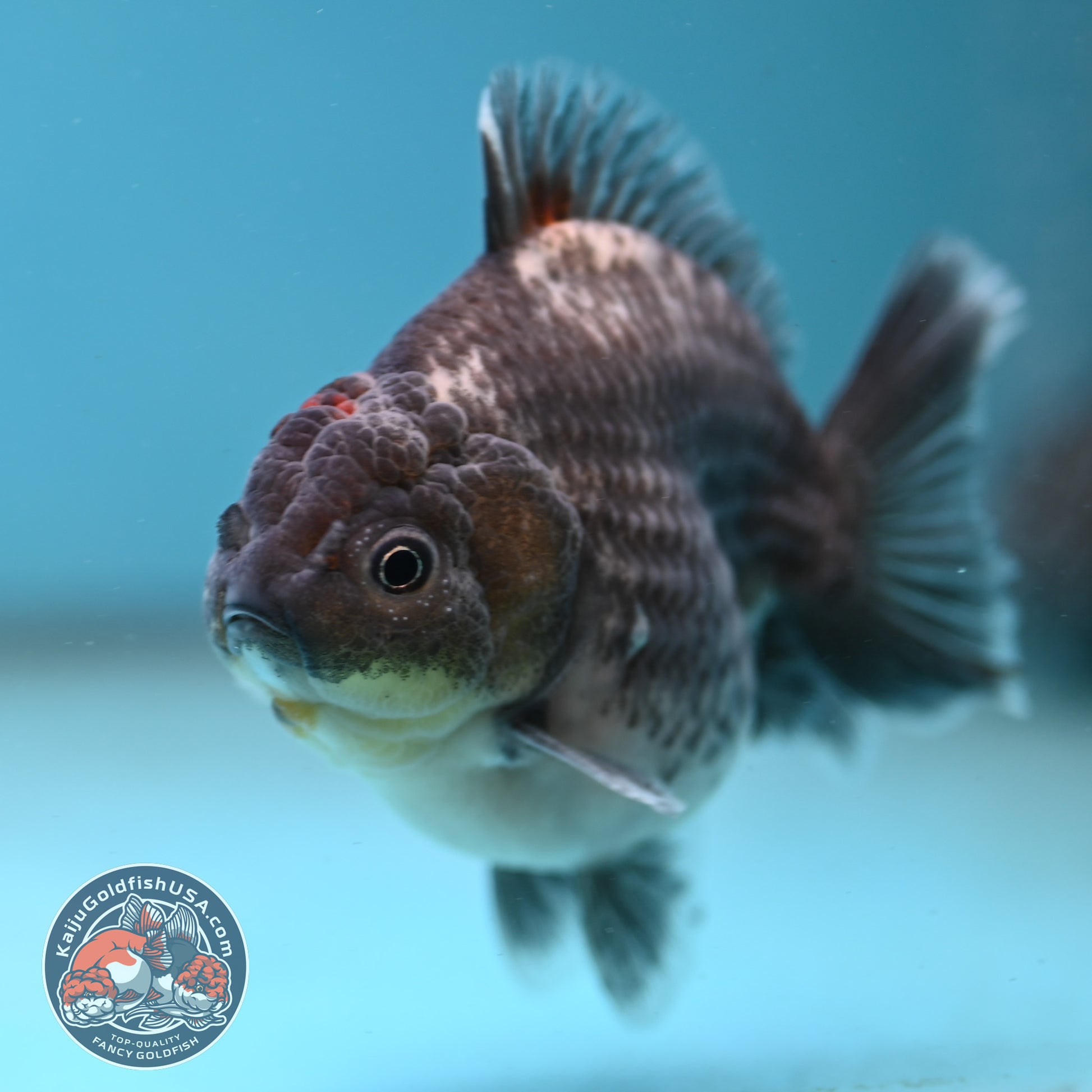 Shogun Kirin Oranda inch Body (260123_OR10)