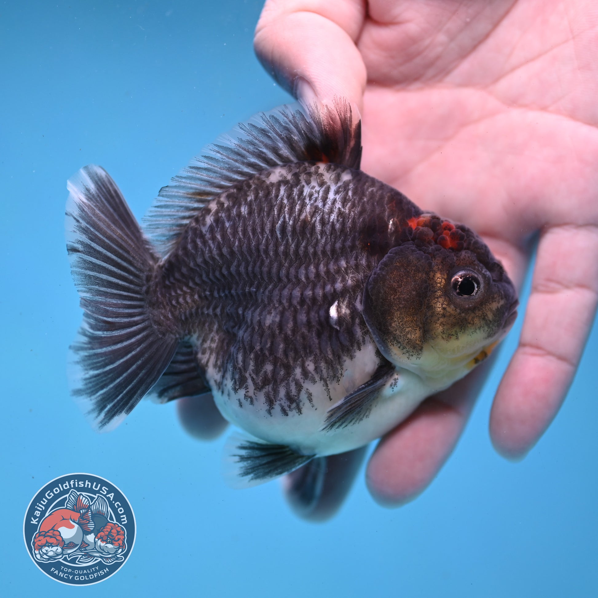 Shogun Kirin Oranda inch Body (260123_OR10)