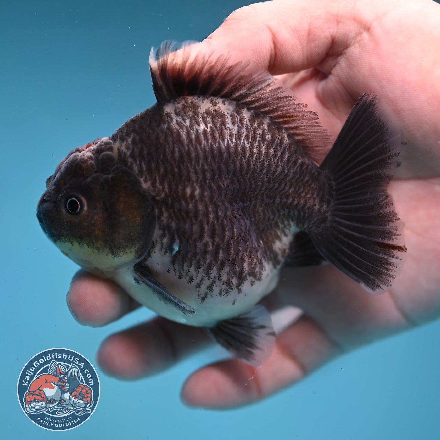 Shogun Kirin Oranda inch Body (260123_OR10)