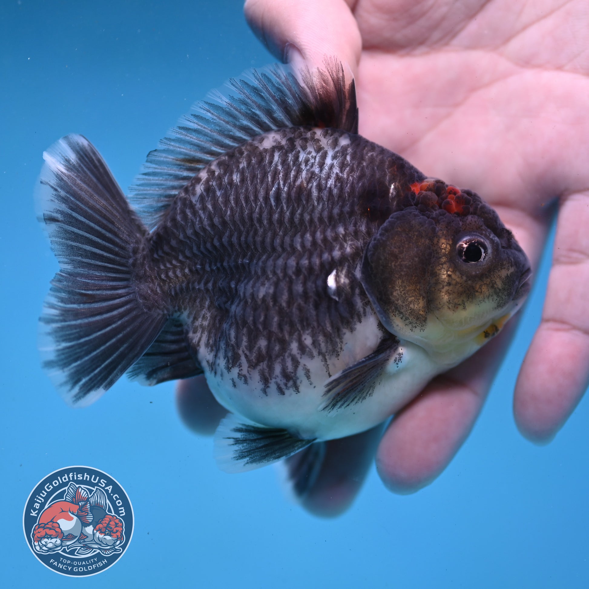 Shogun Kirin Oranda inch Body (260123_OR10)