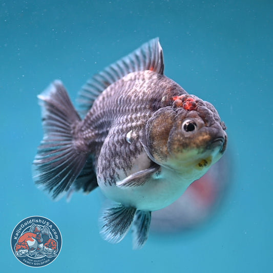 Shogun Kirin Oranda inch Body (260123_OR10)