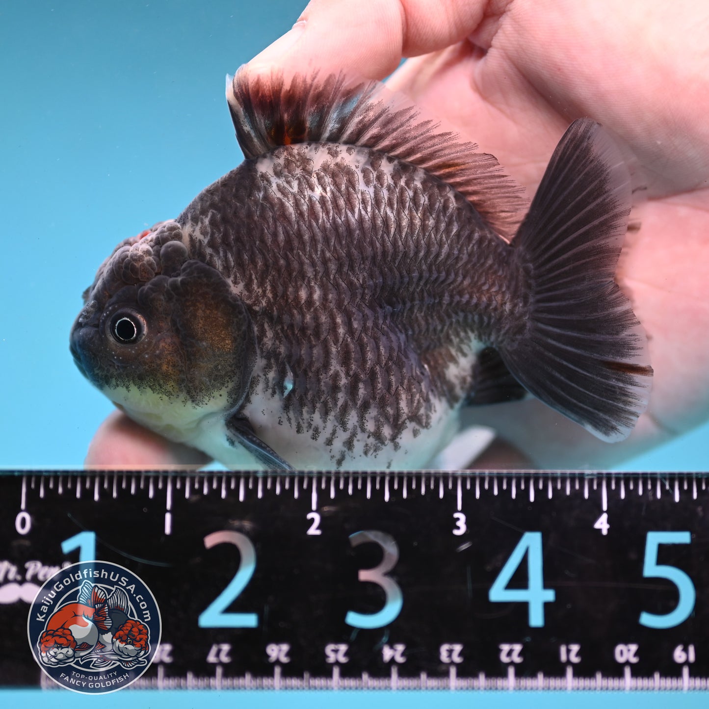 Shogun Kirin Oranda inch Body (260123_OR10)
