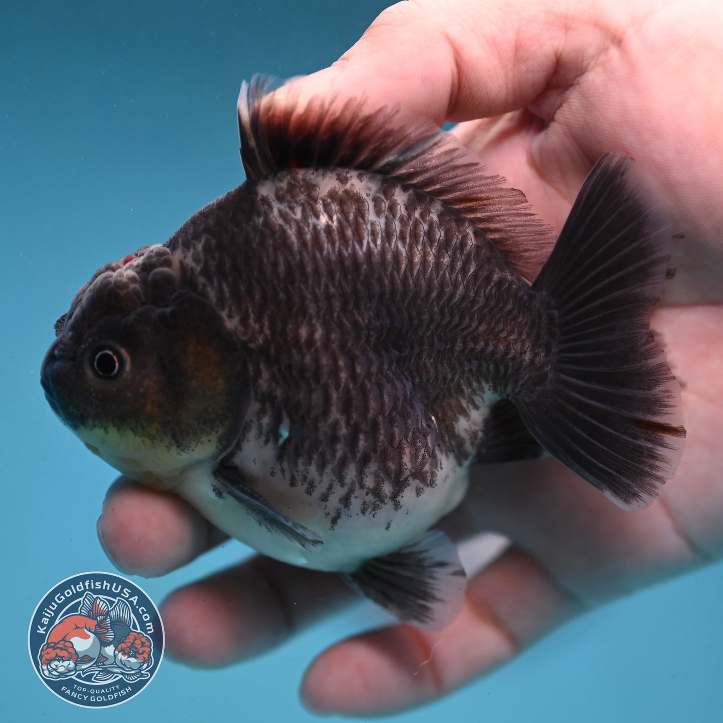 Shogun Kirin Oranda inch Body (260123_OR10)