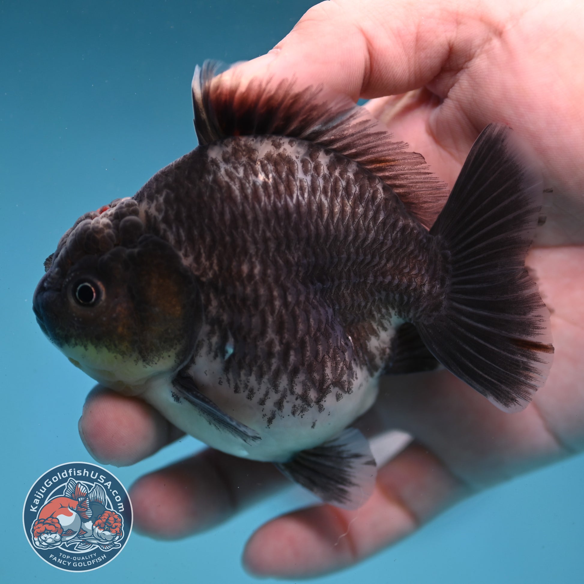 Shogun Kirin Oranda inch Body (260123_OR10)