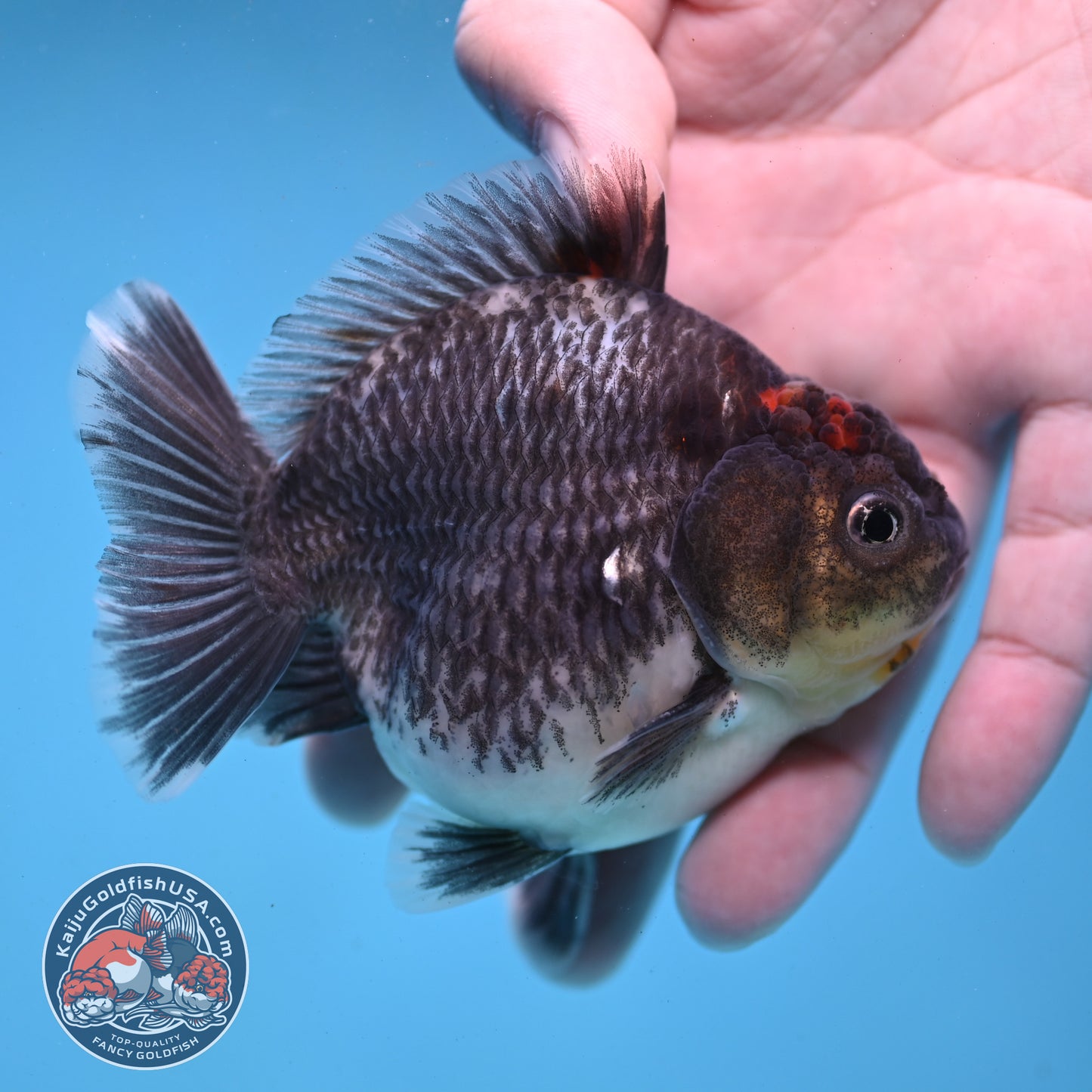 Shogun Kirin Oranda inch Body (260123_OR10)