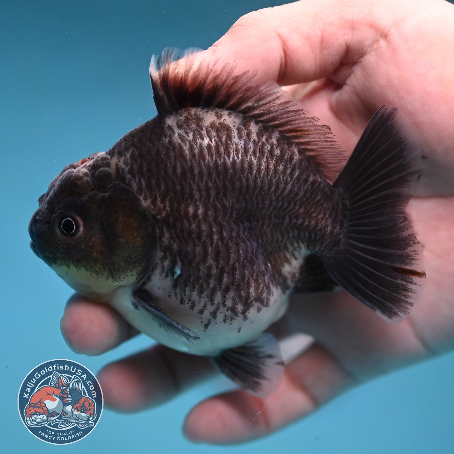 Shogun Kirin Oranda inch Body (260123_OR10)