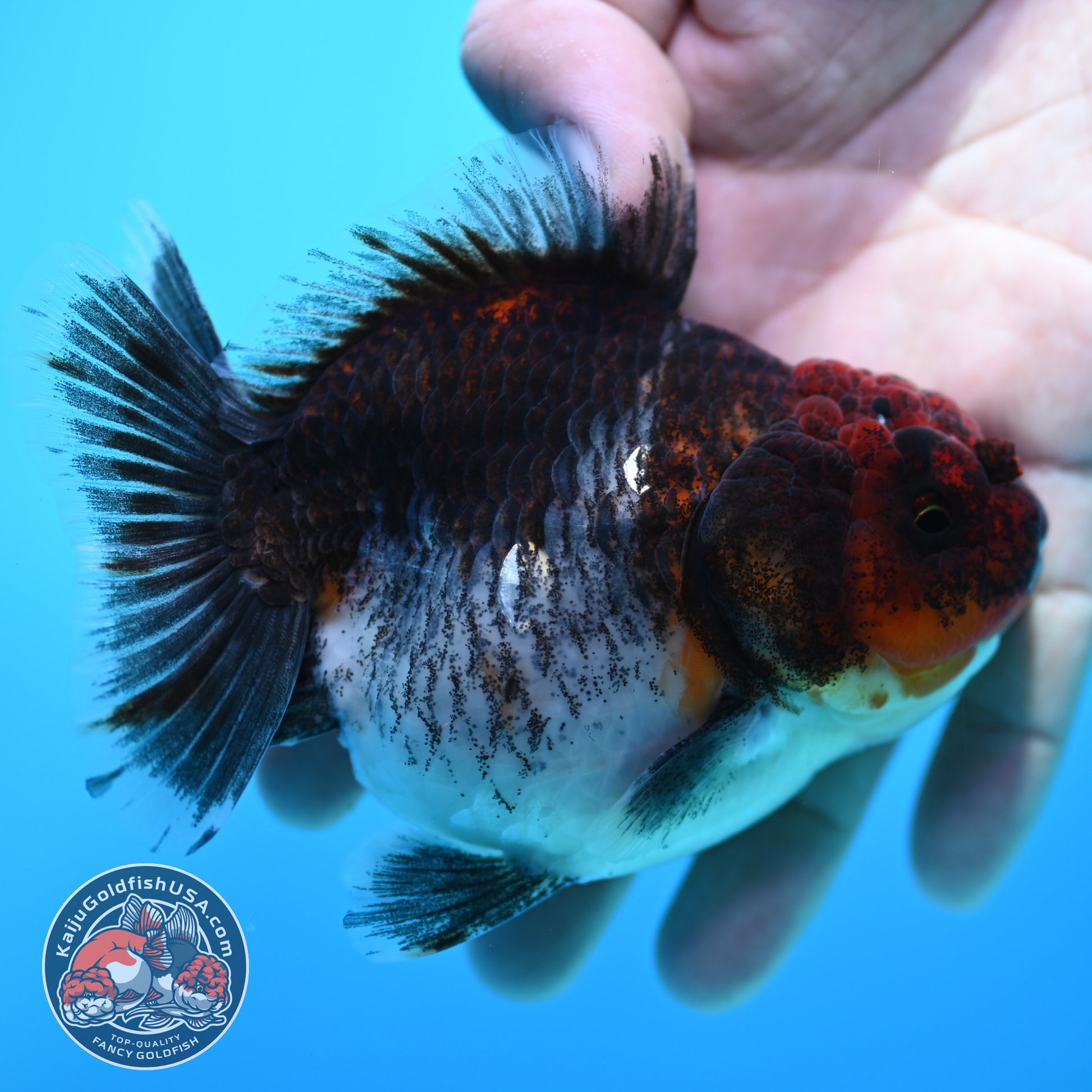 Shogun Kirin Oranda inch Body (260320_OR16)
