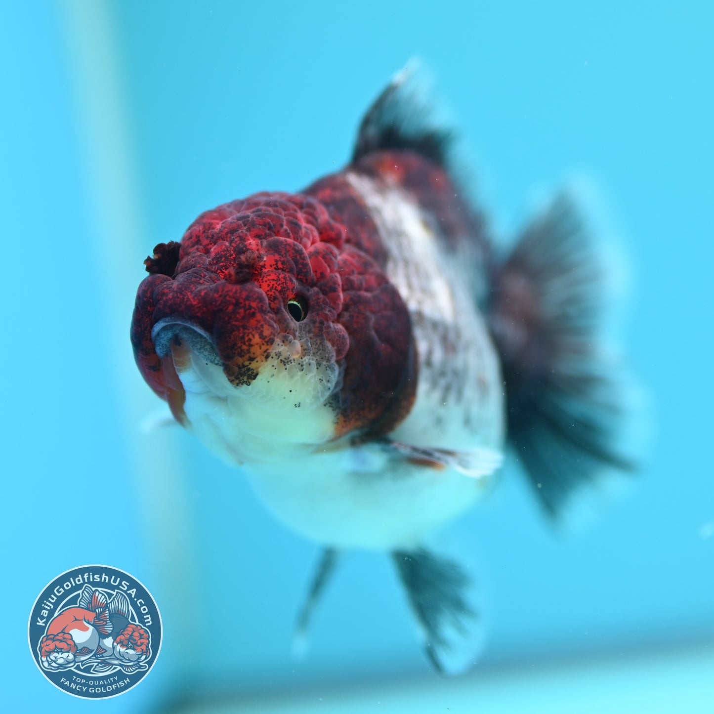 Shogun Kirin Oranda inch Body (260320_OR16)