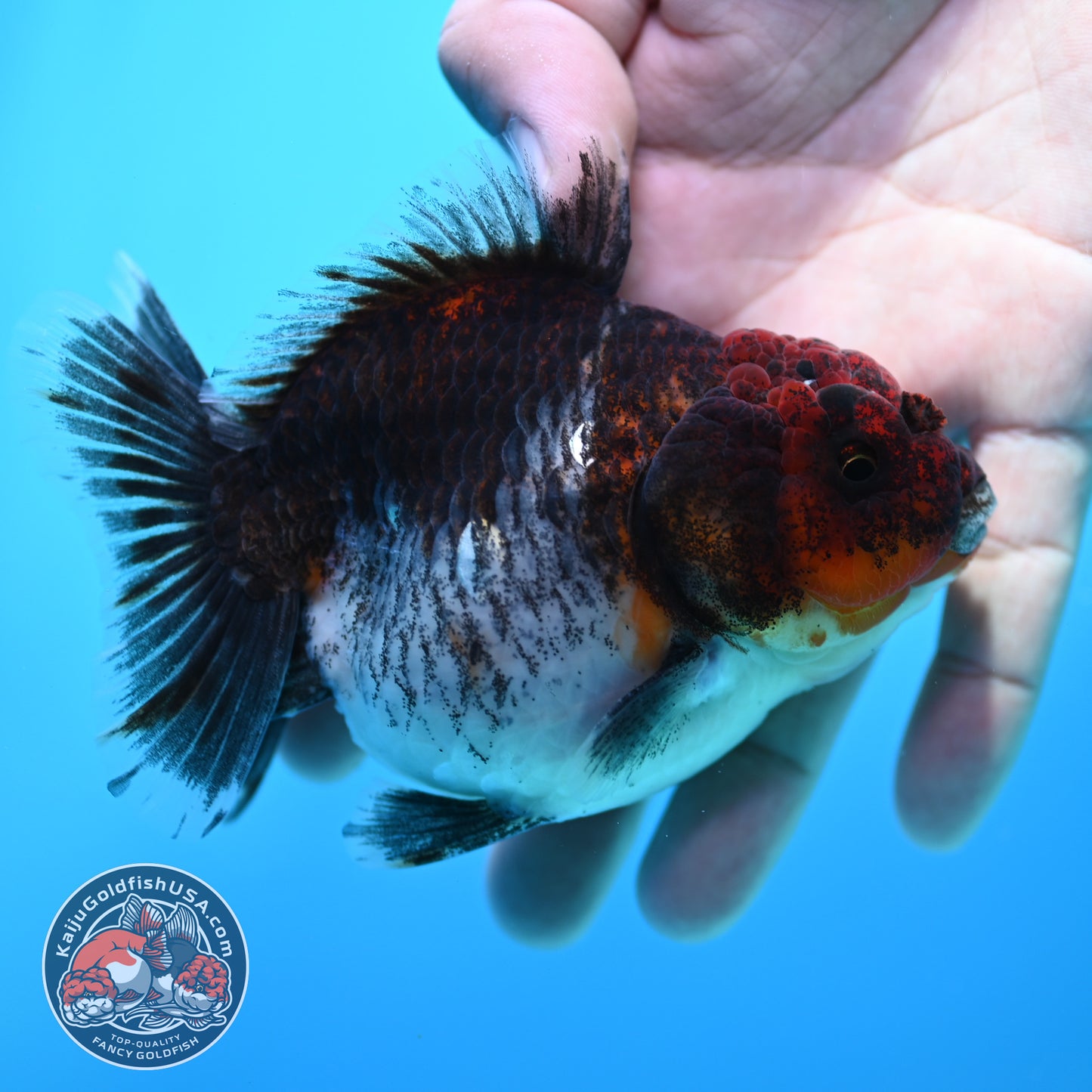 Shogun Kirin Oranda inch Body (260320_OR16)