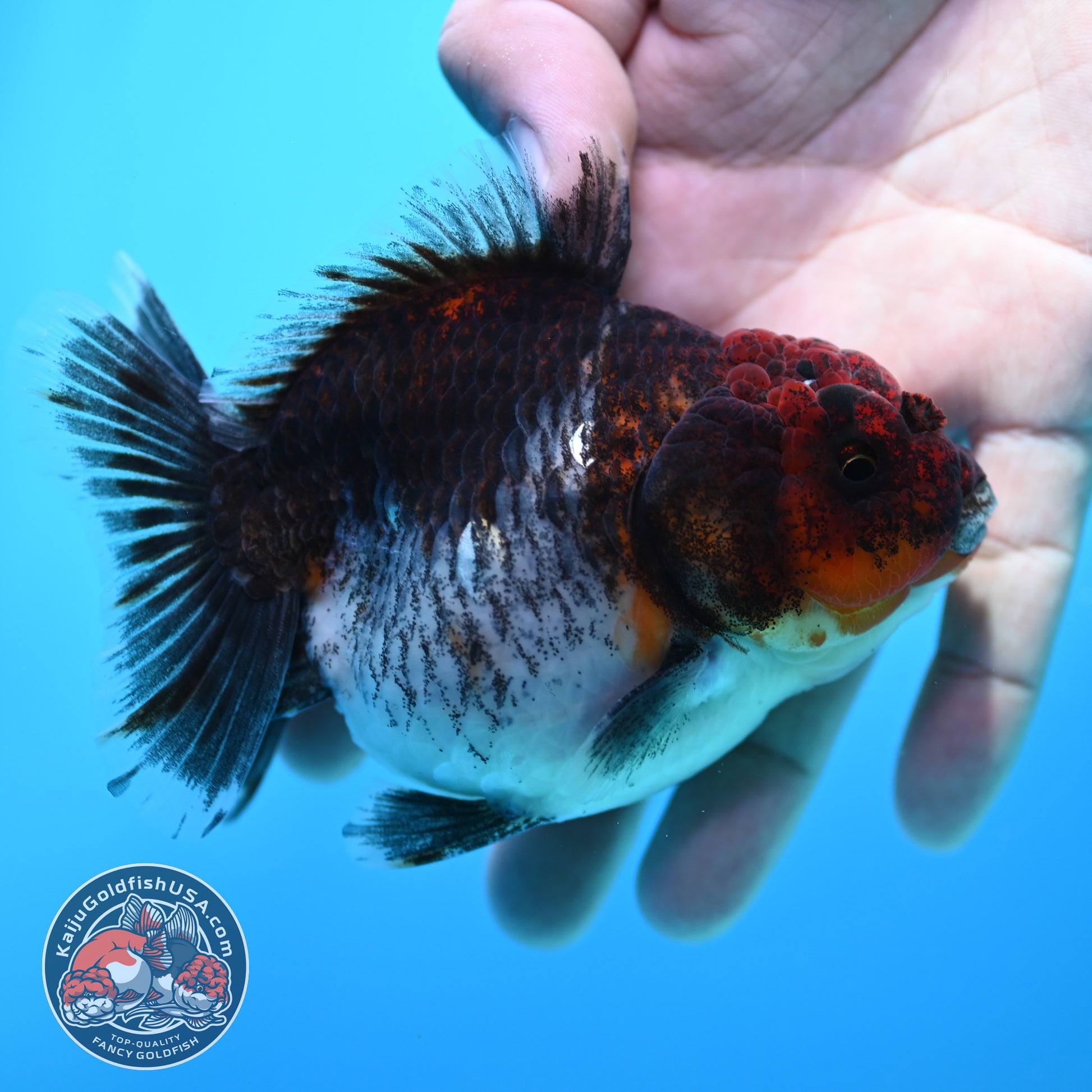 Shogun Kirin Oranda inch Body (260320_OR16)