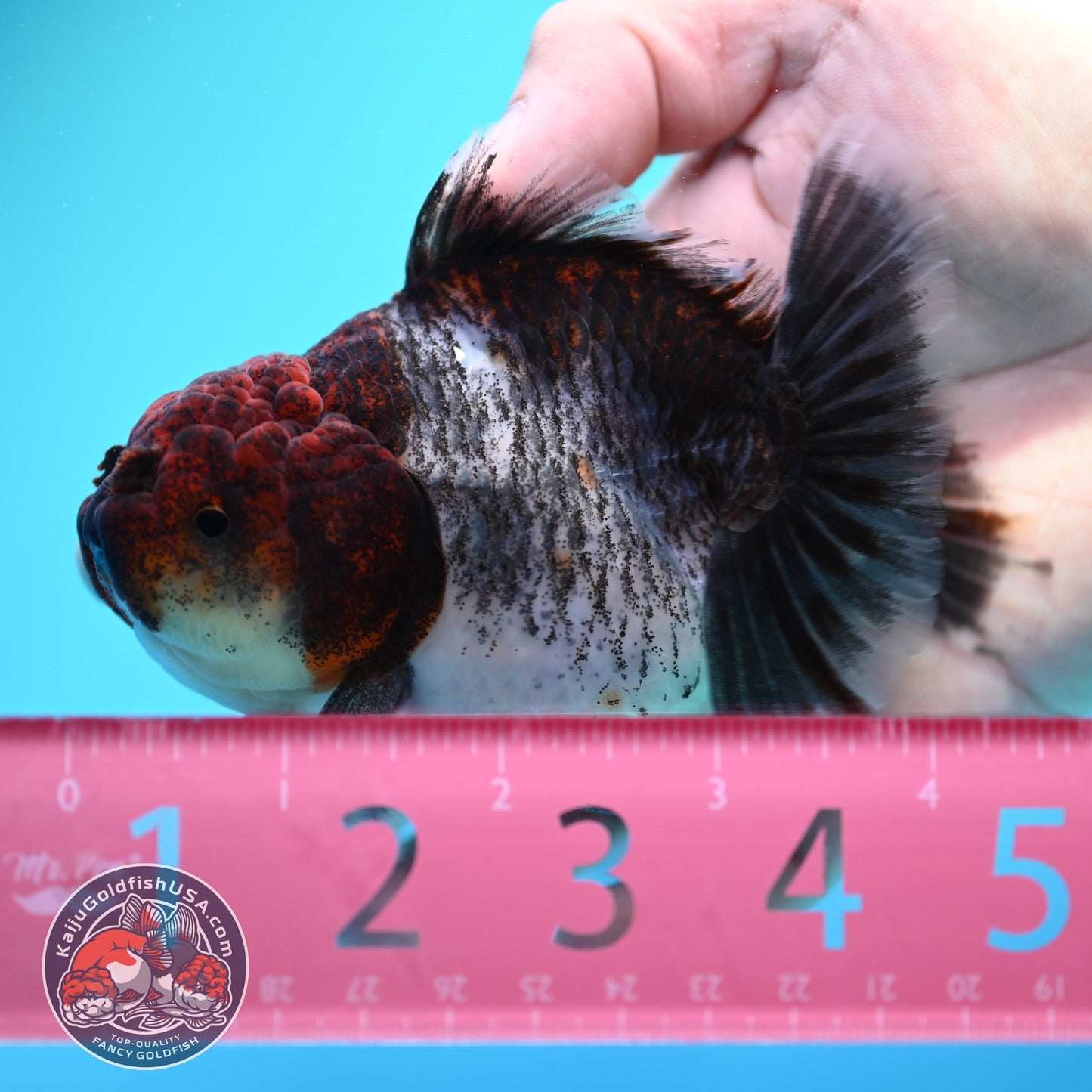 Shogun Kirin Oranda inch Body (260320_OR16)