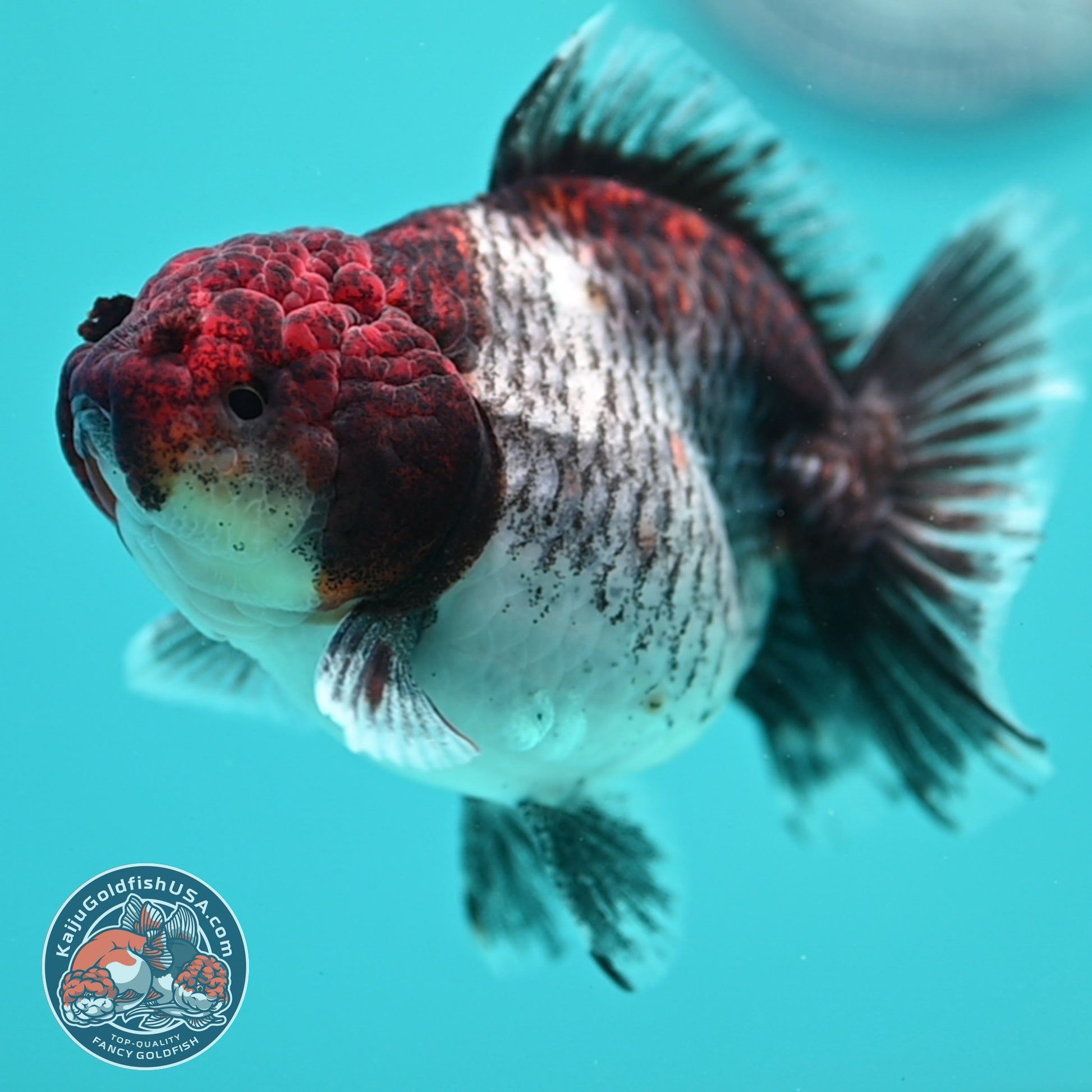 Shogun Kirin Oranda inch Body (260320_OR16)