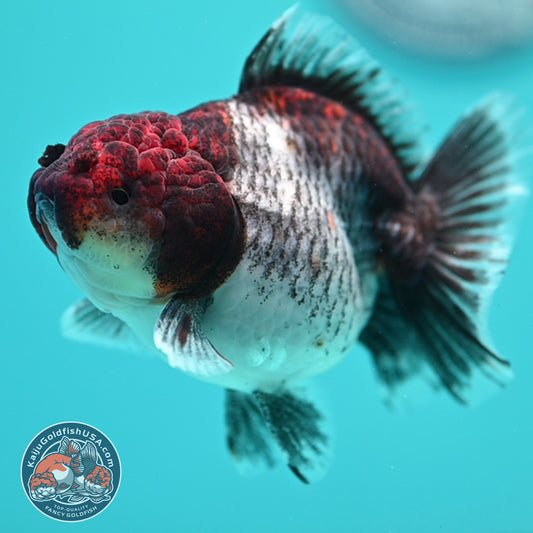 Shogun Kirin Oranda inch Body (260320_OR16)