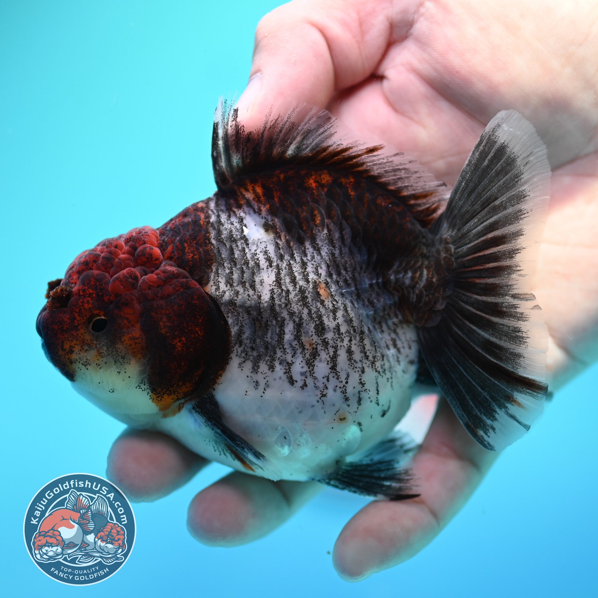 Shogun Kirin Oranda inch Body (260320_OR16)