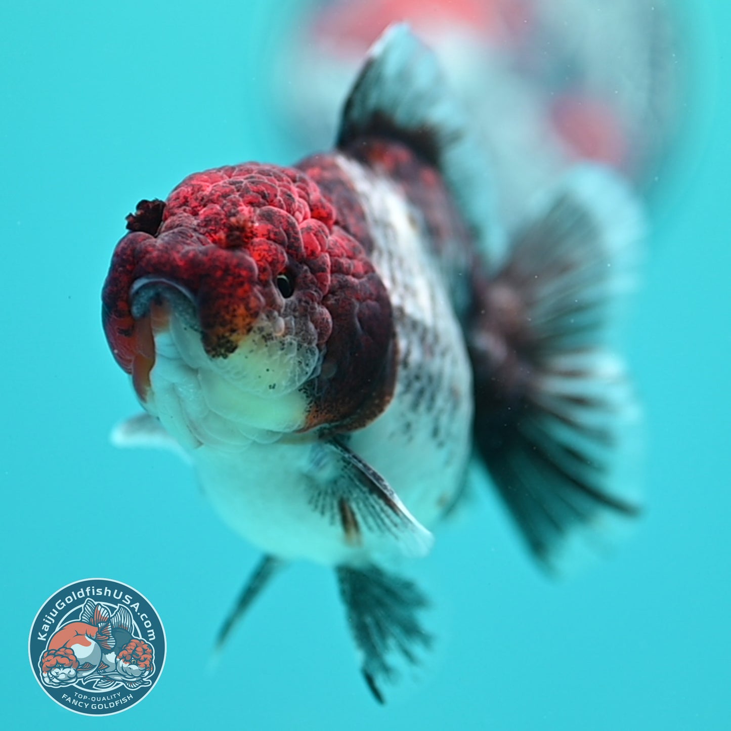 Shogun Kirin Oranda inch Body (260320_OR16)
